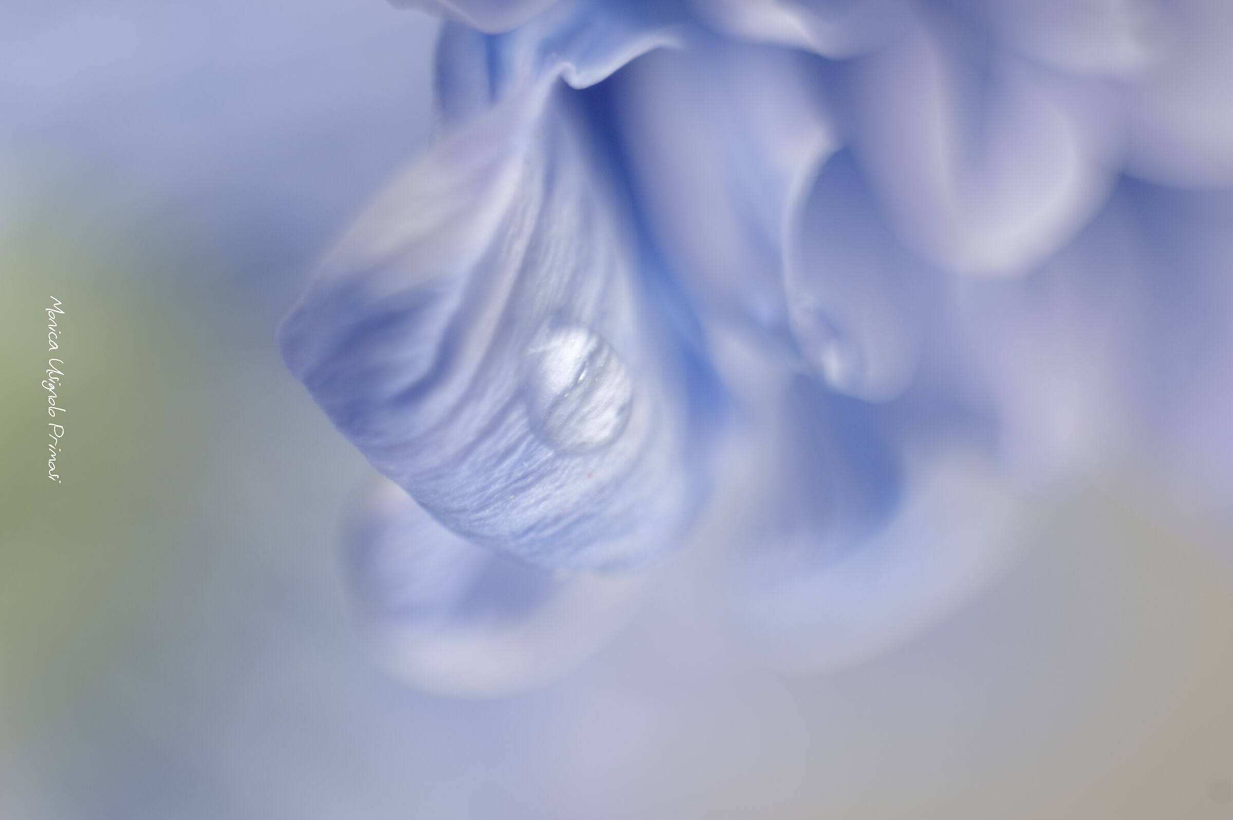 Details with Domiplan 50mm and extensions