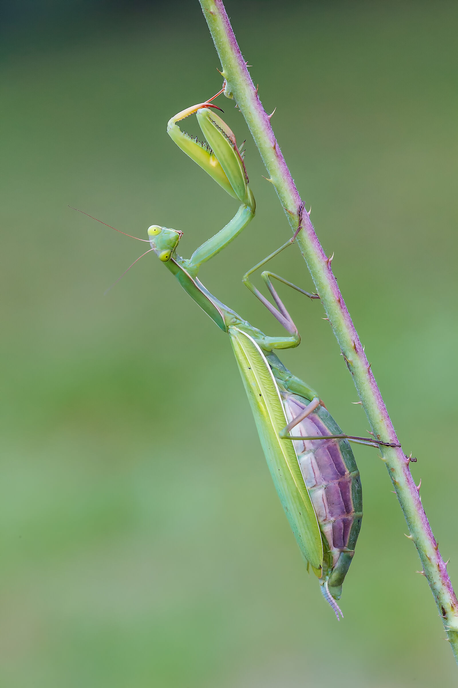 Mantide religiosa (f)