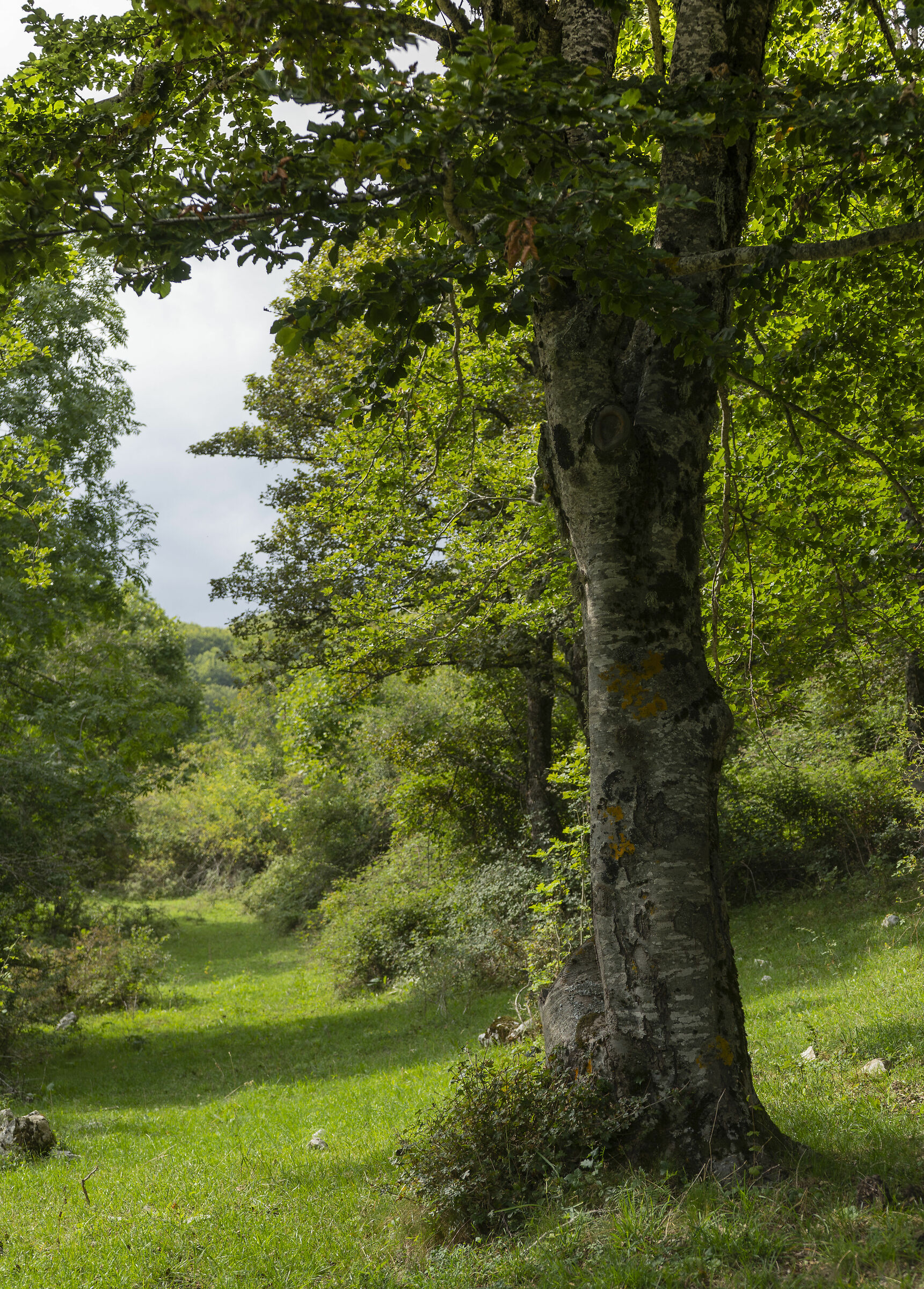 Passeggiate nel bosco