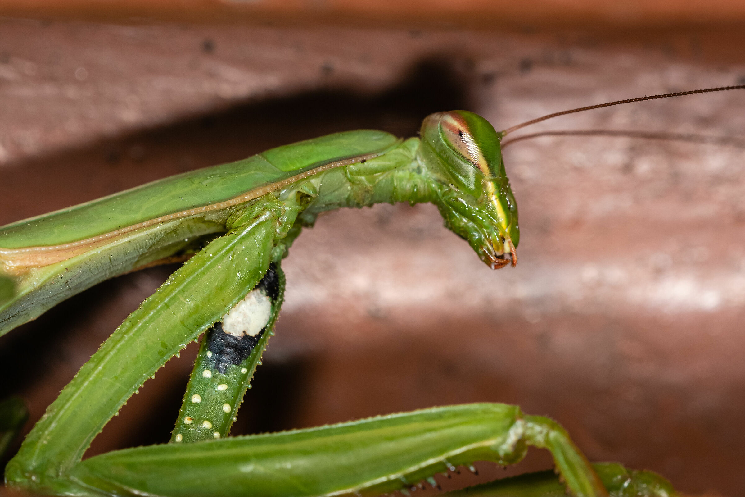 Religious Mantis