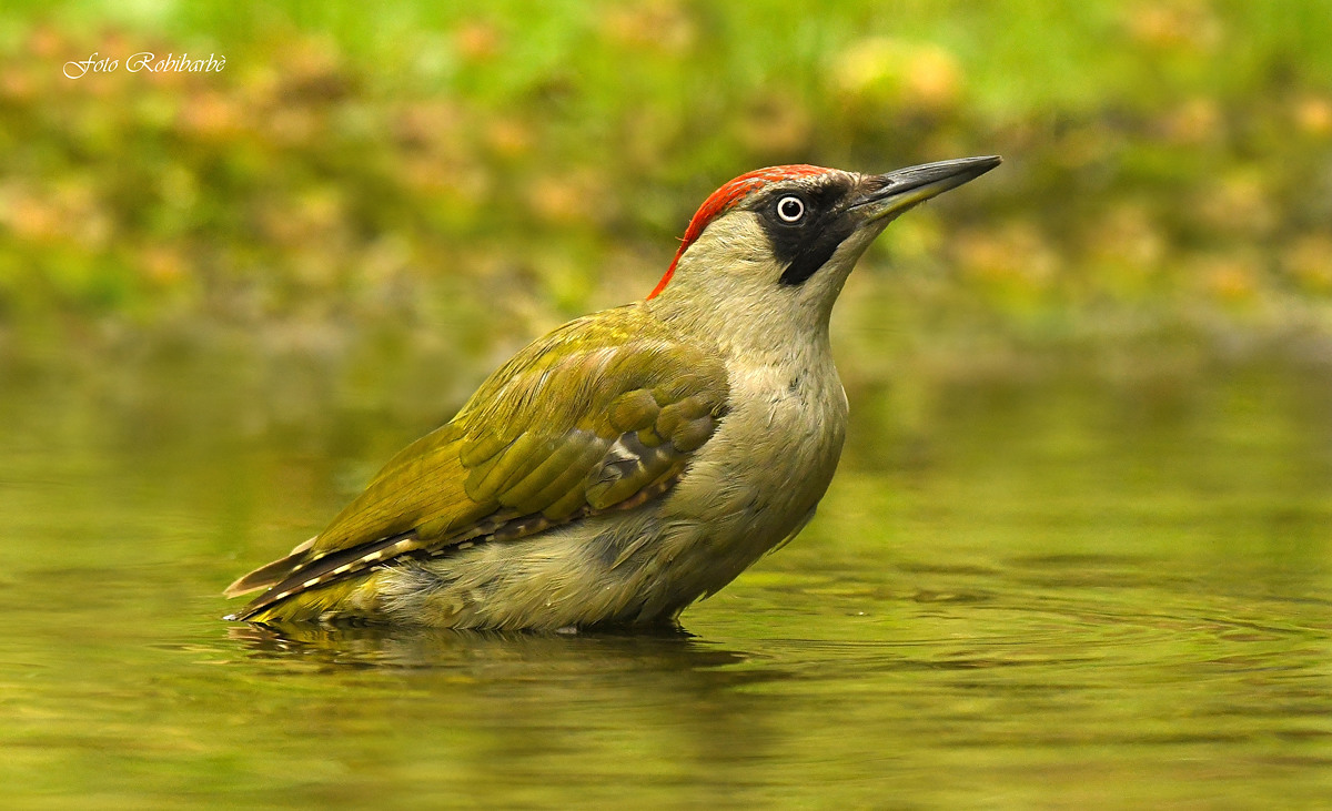 Green woodpecker...