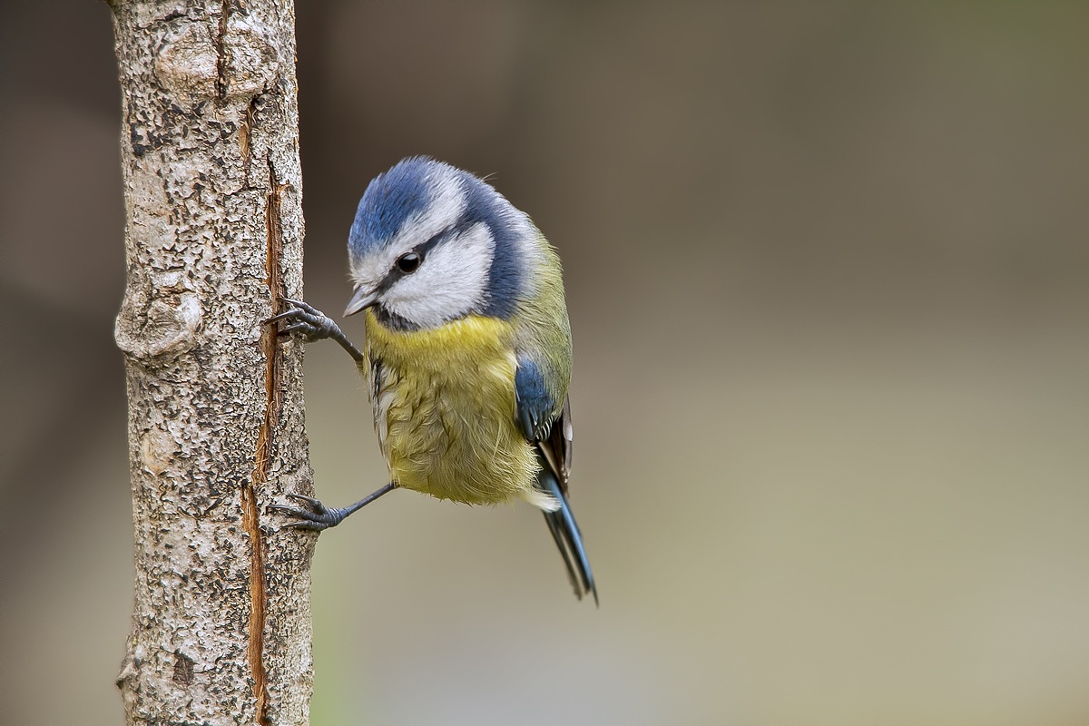Blue Tit.