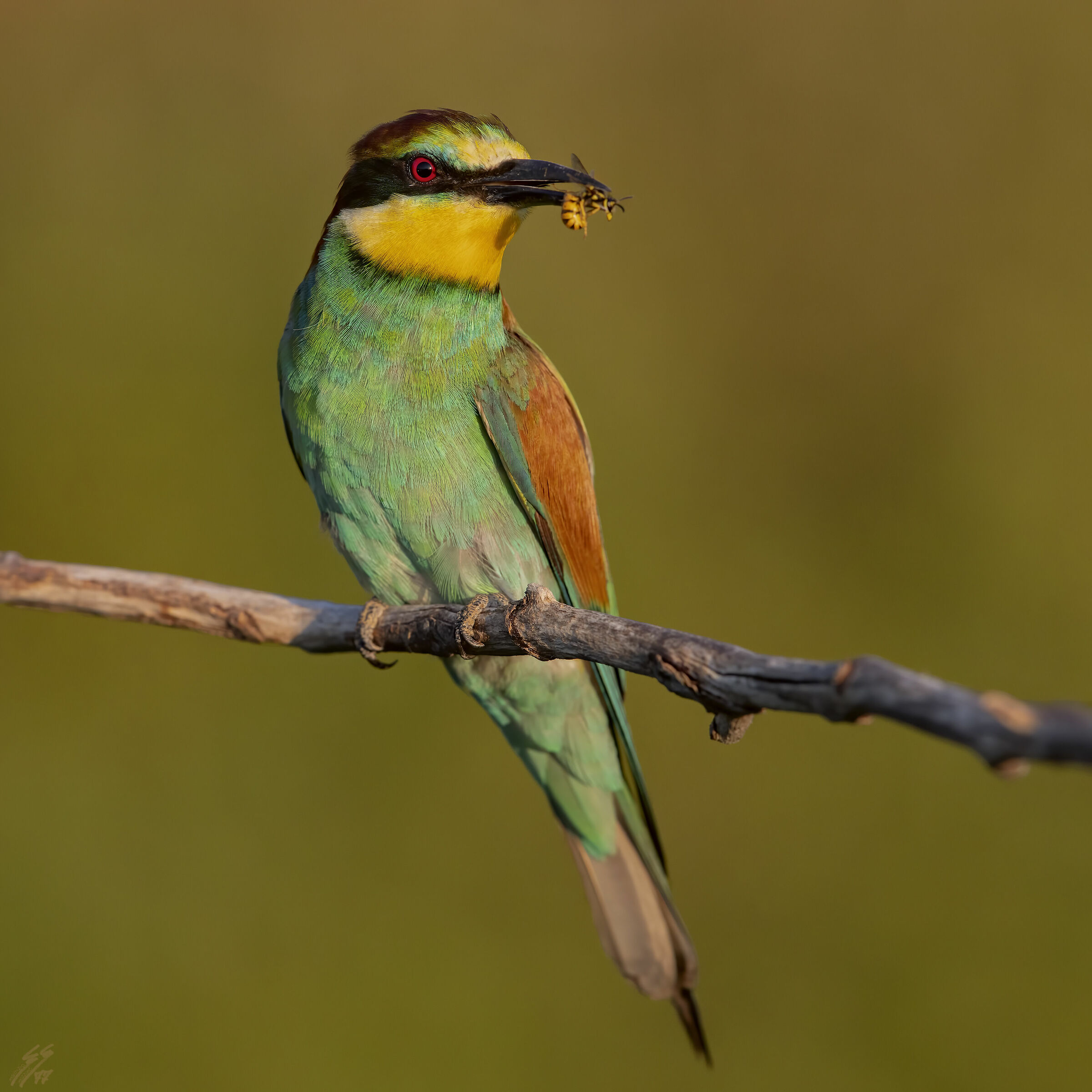 ..gruccione con preda..