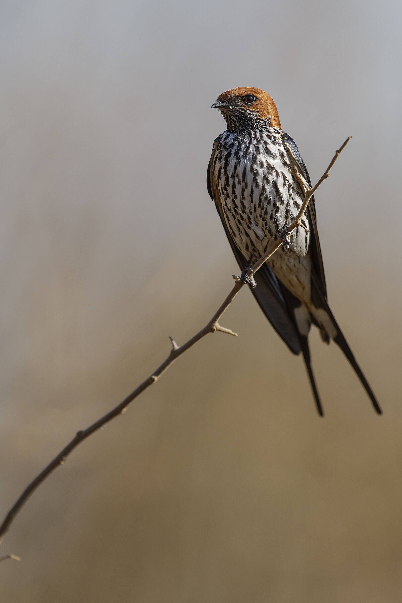 Cecropis abyssinica)