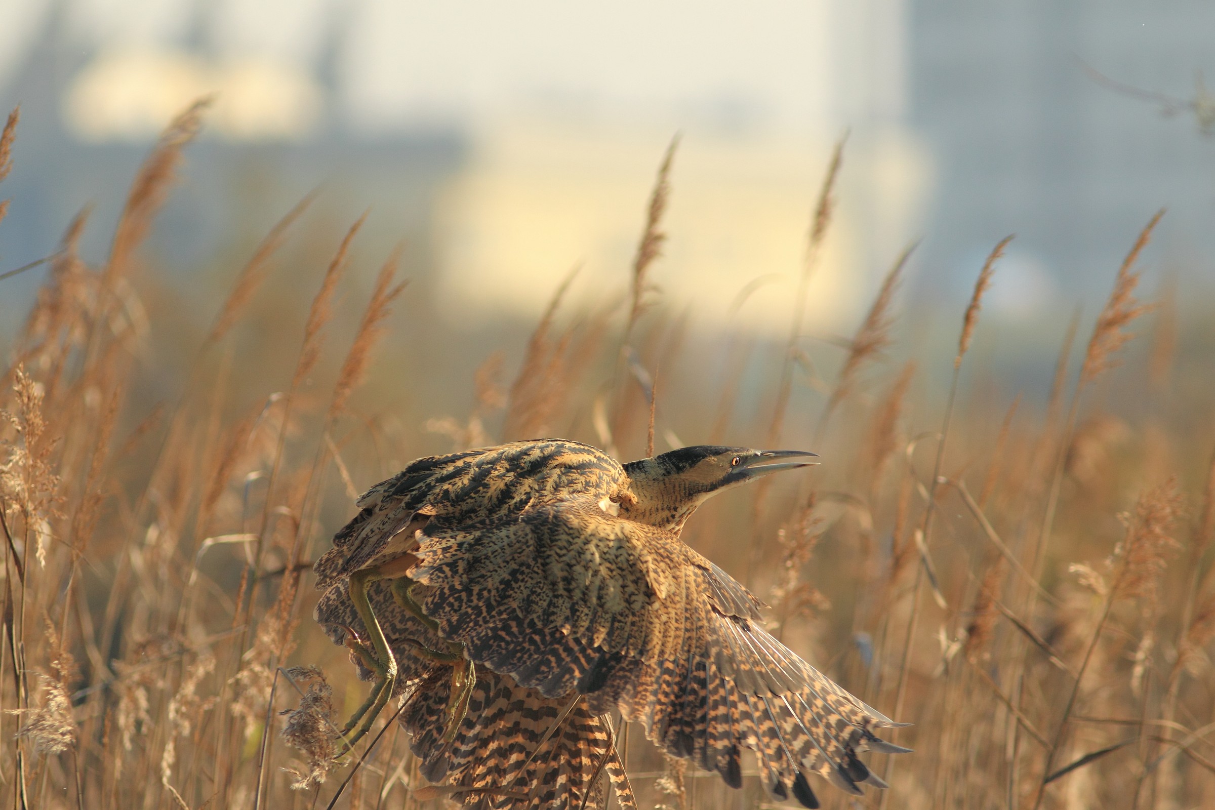 tarabuso sta spiccando il volo