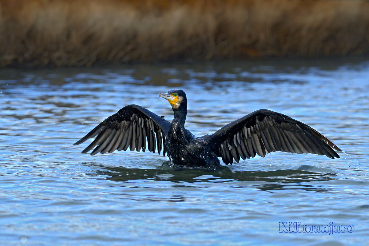 Cormorano in fase di decollo