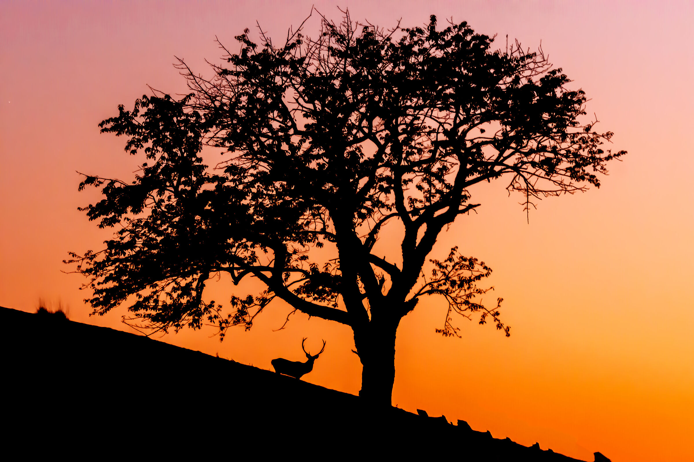 The last shot of the day