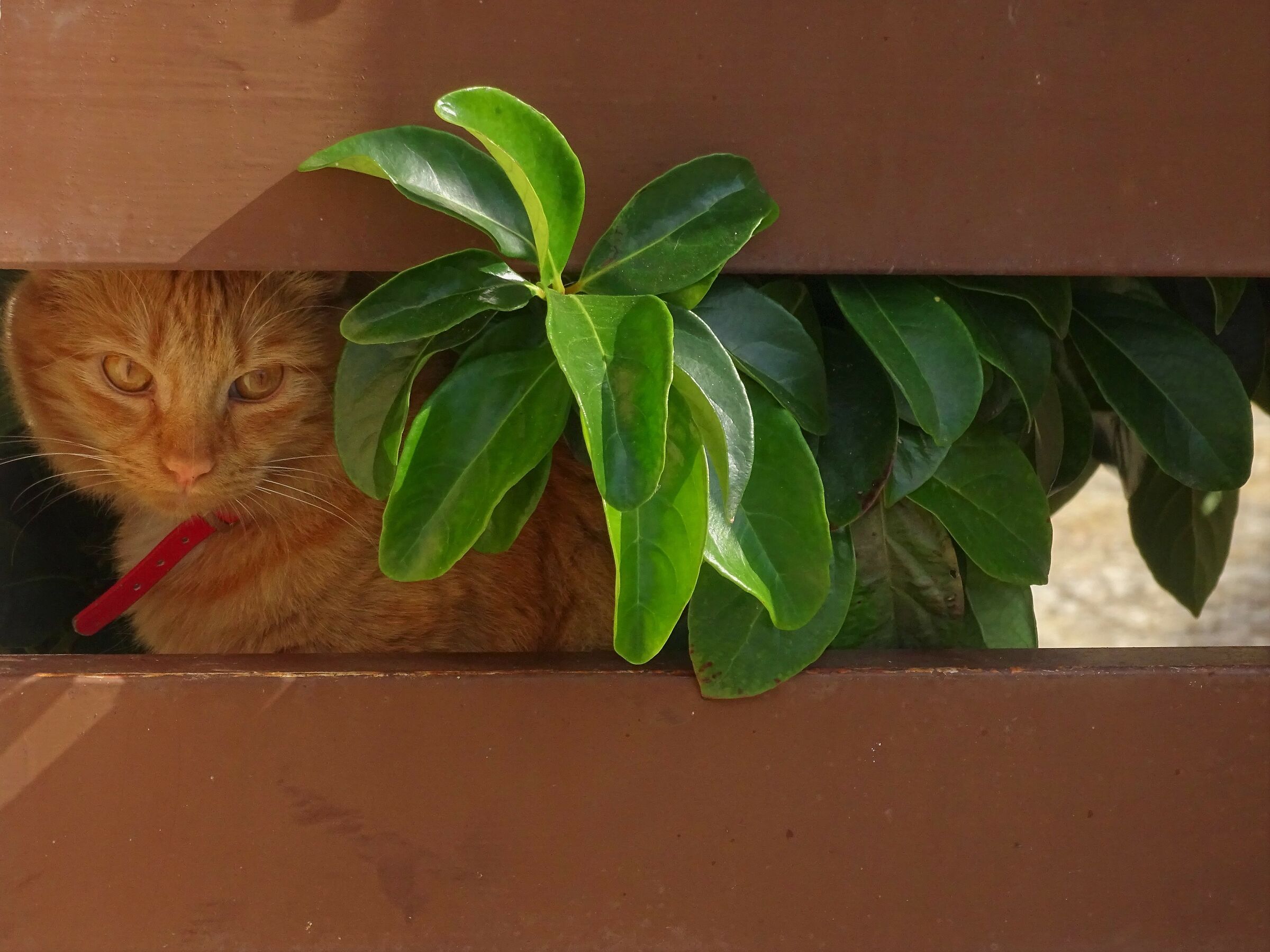 Among the fresh frasche!