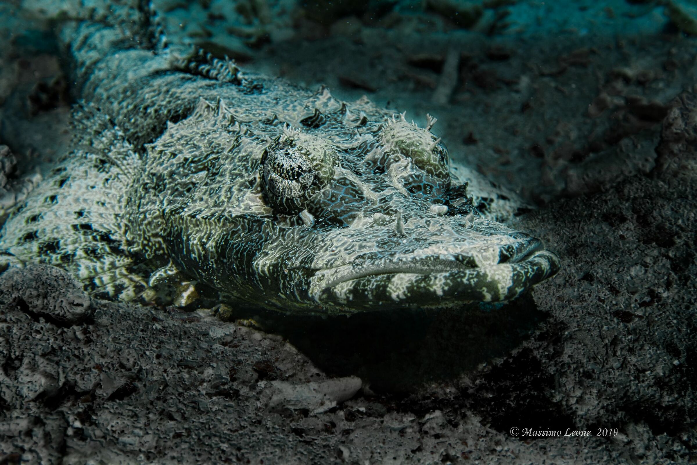 Crocodile flathead fish