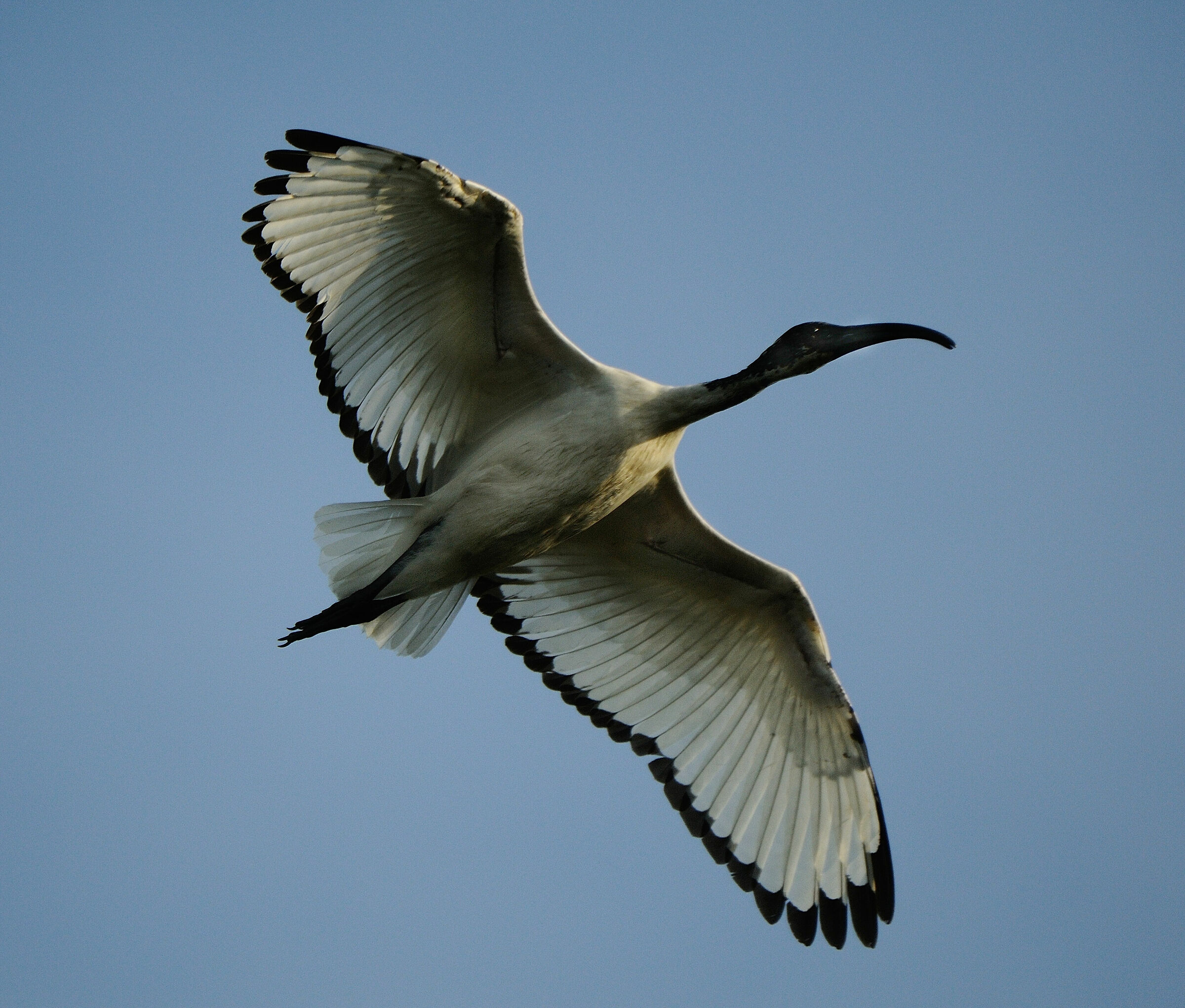 Sacred Ibis