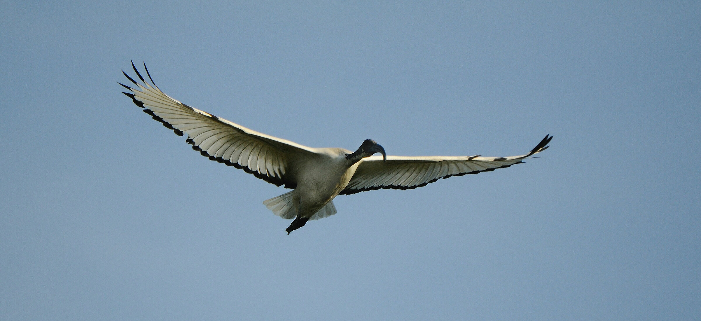 On the wings of the Ibis