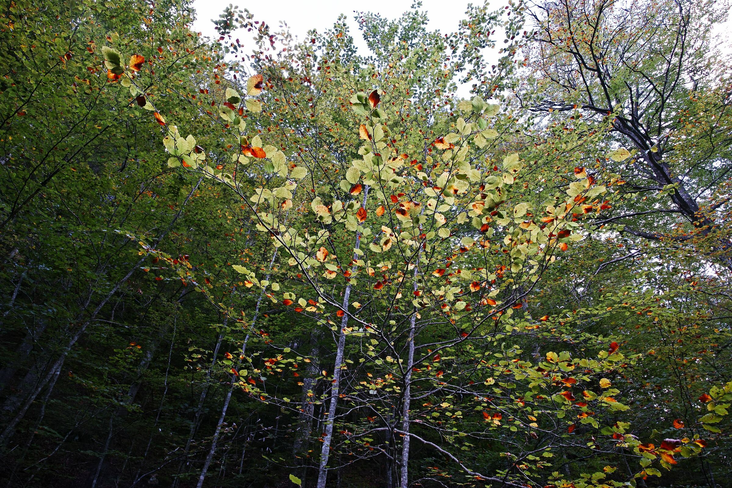 Val di Tovel (Tn) 24.09.19