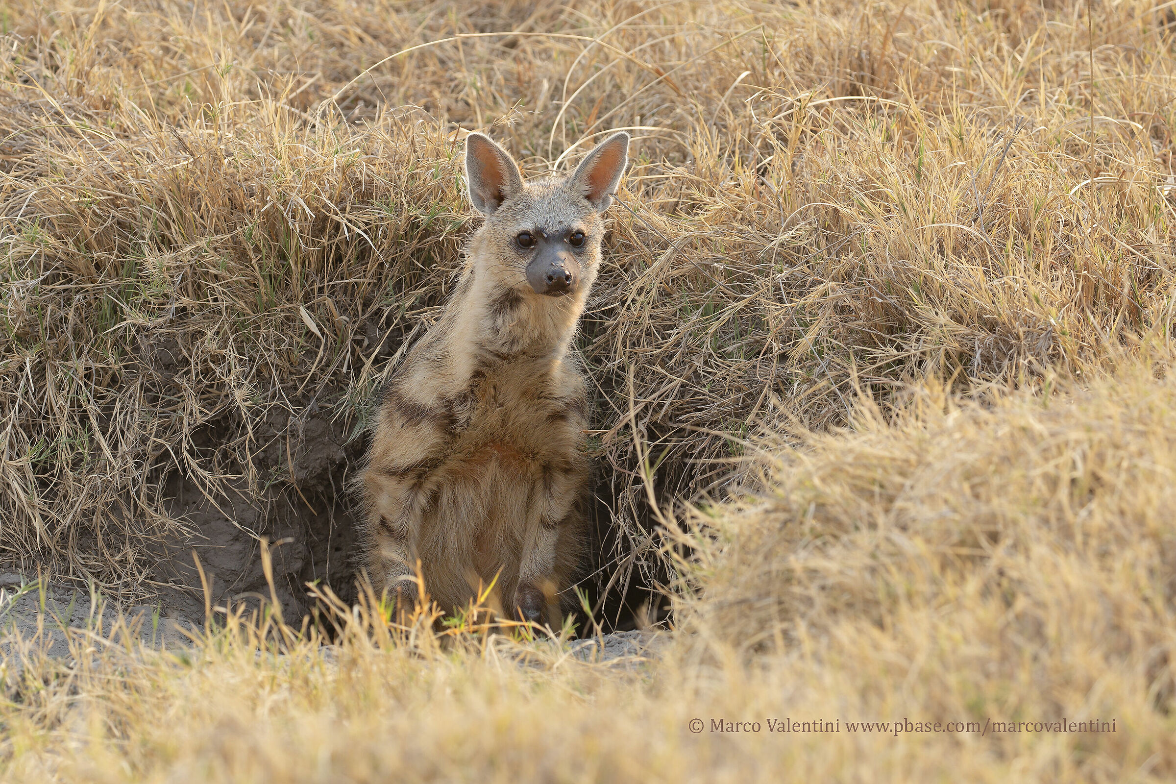 The Sea of Grass - Protele