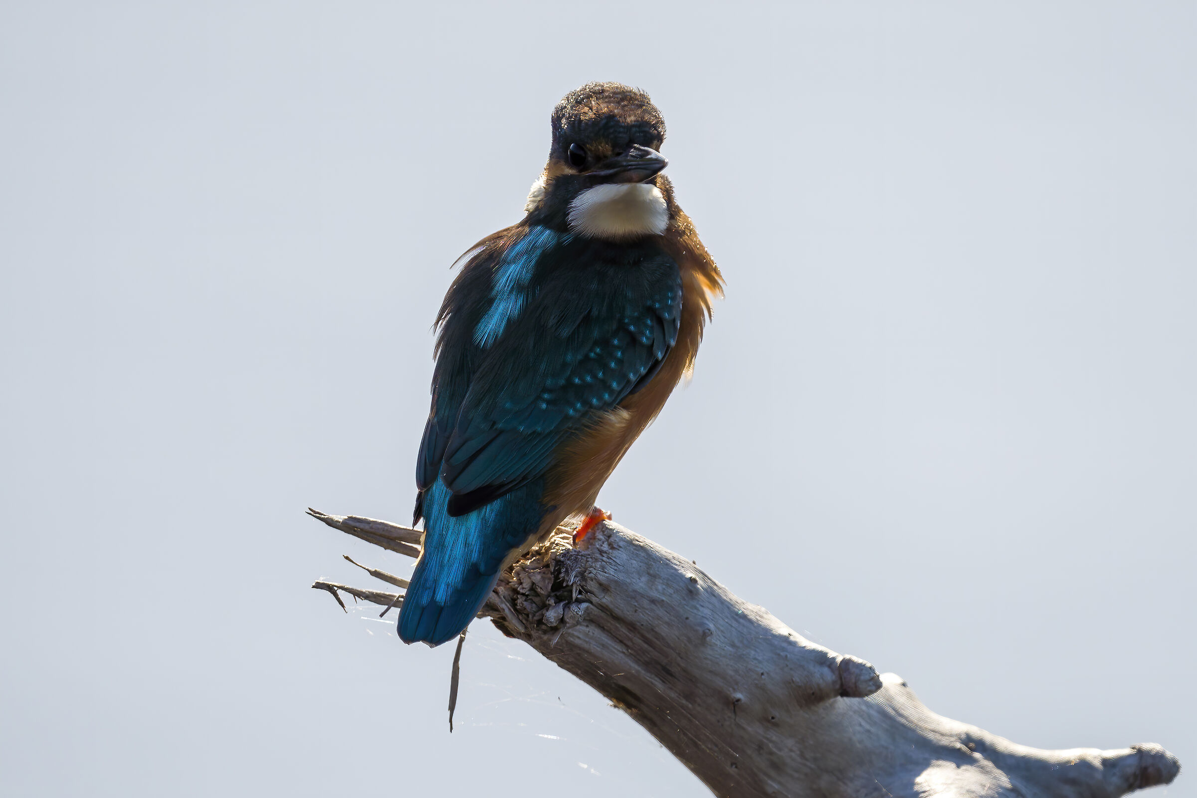 Martino in the backlight
