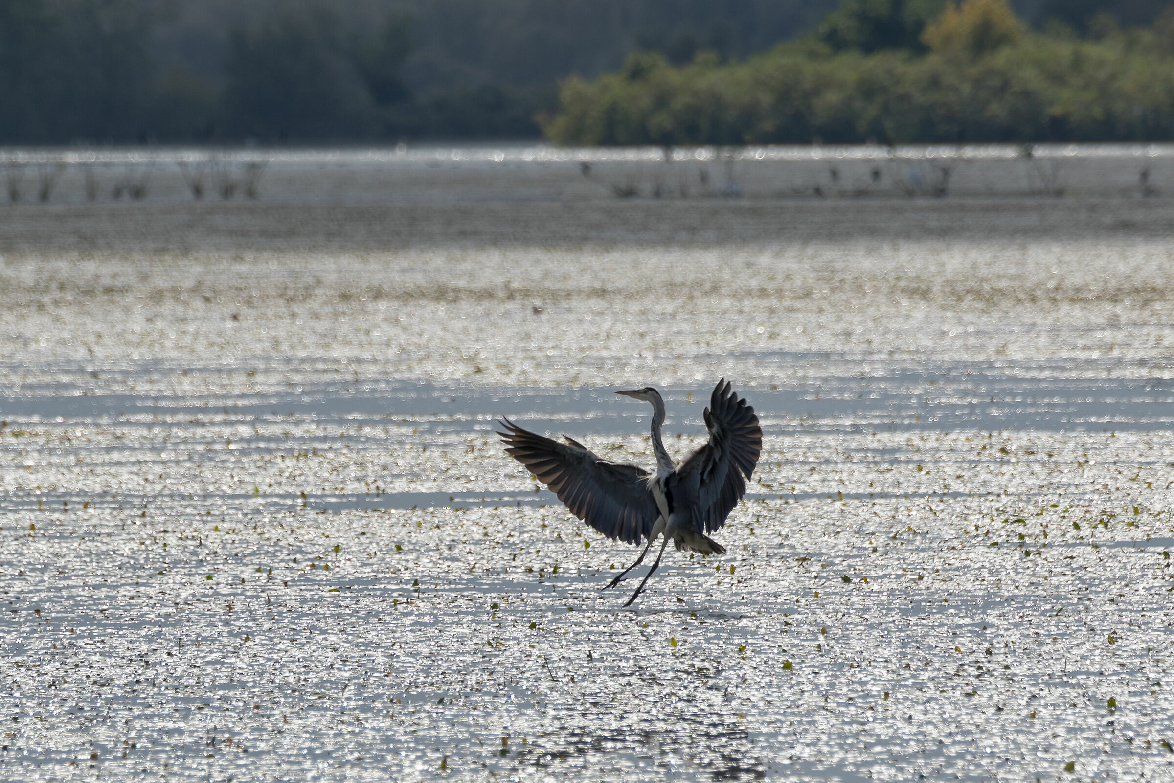 The Dance of the Ashes