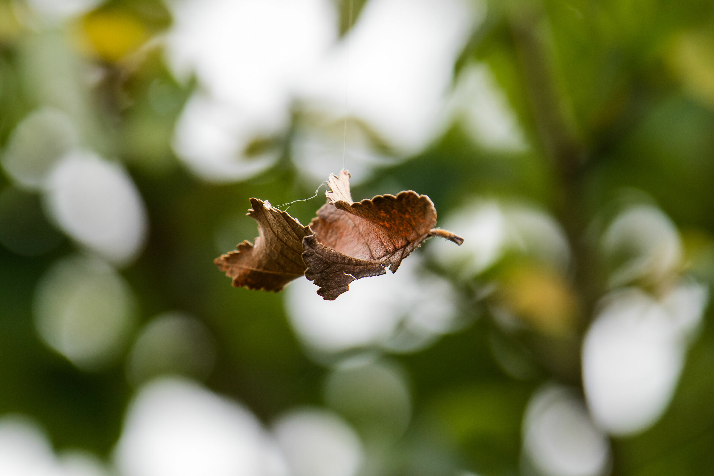 Hanging on a wire...
