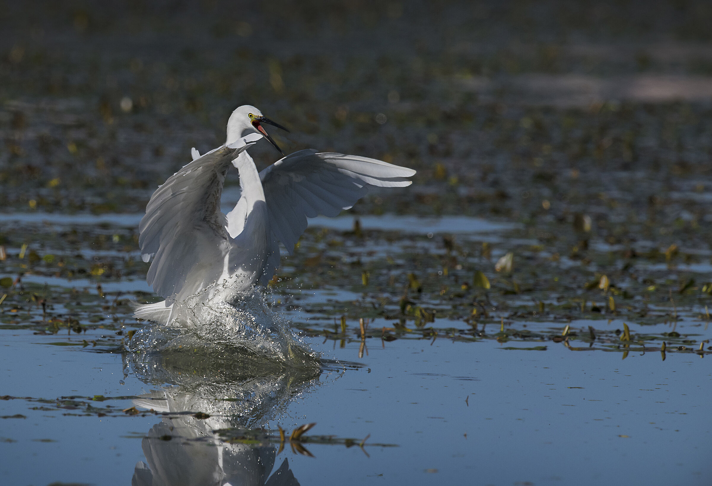 egrets