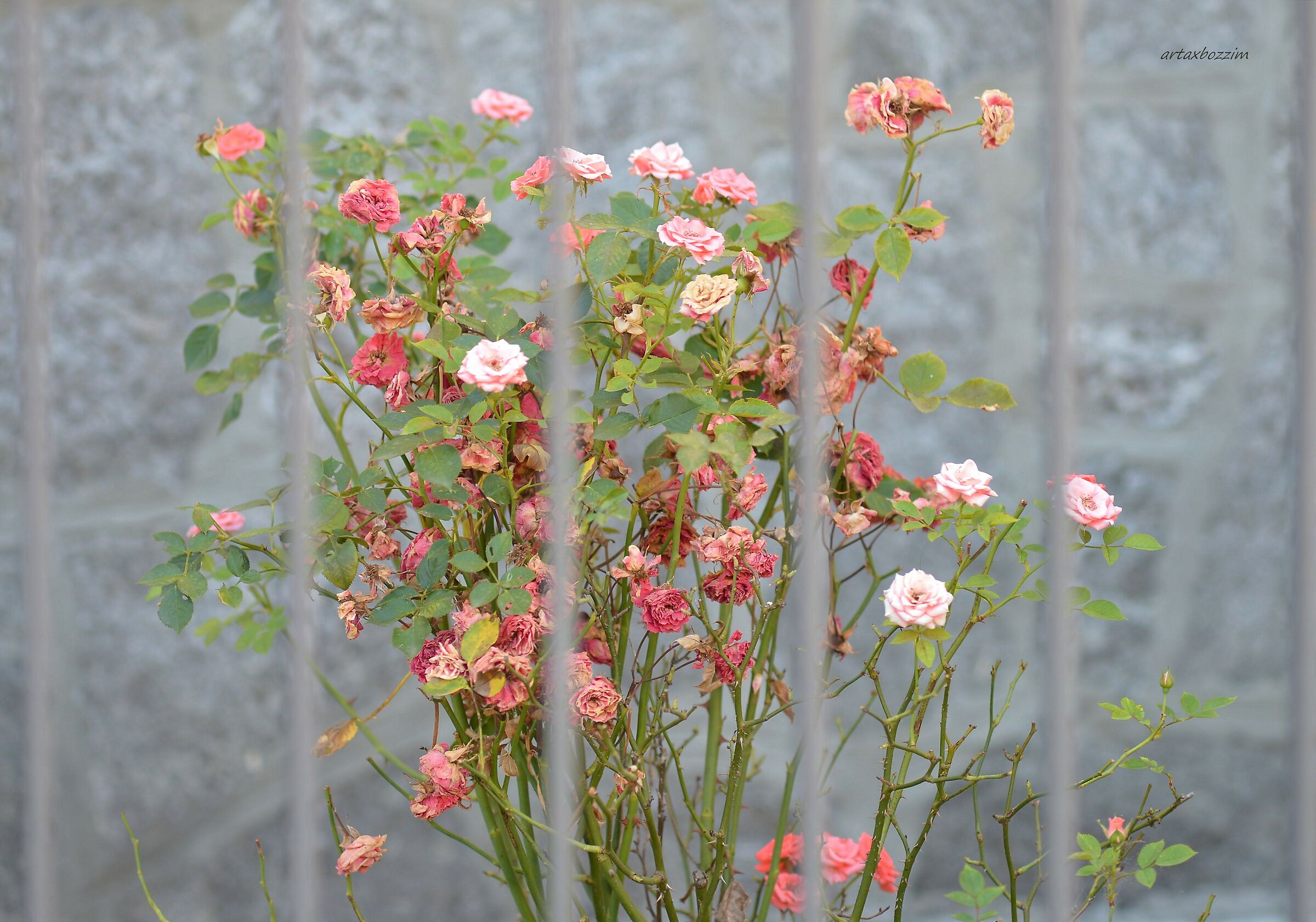 poesia autunnale di una piantina di rosa
