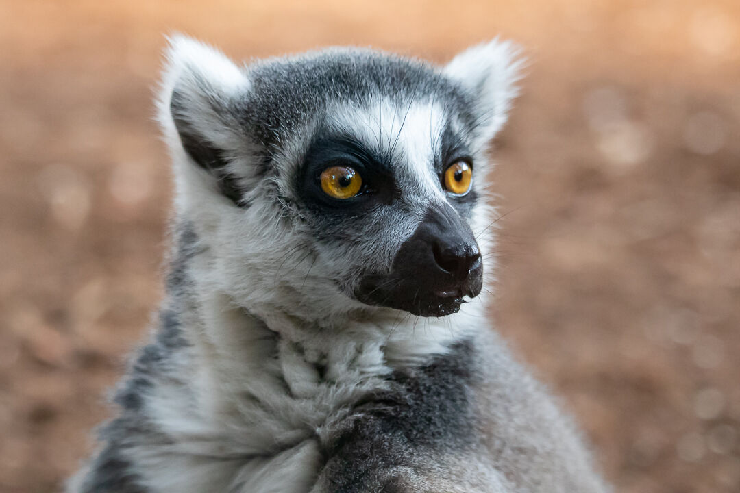 Lemur