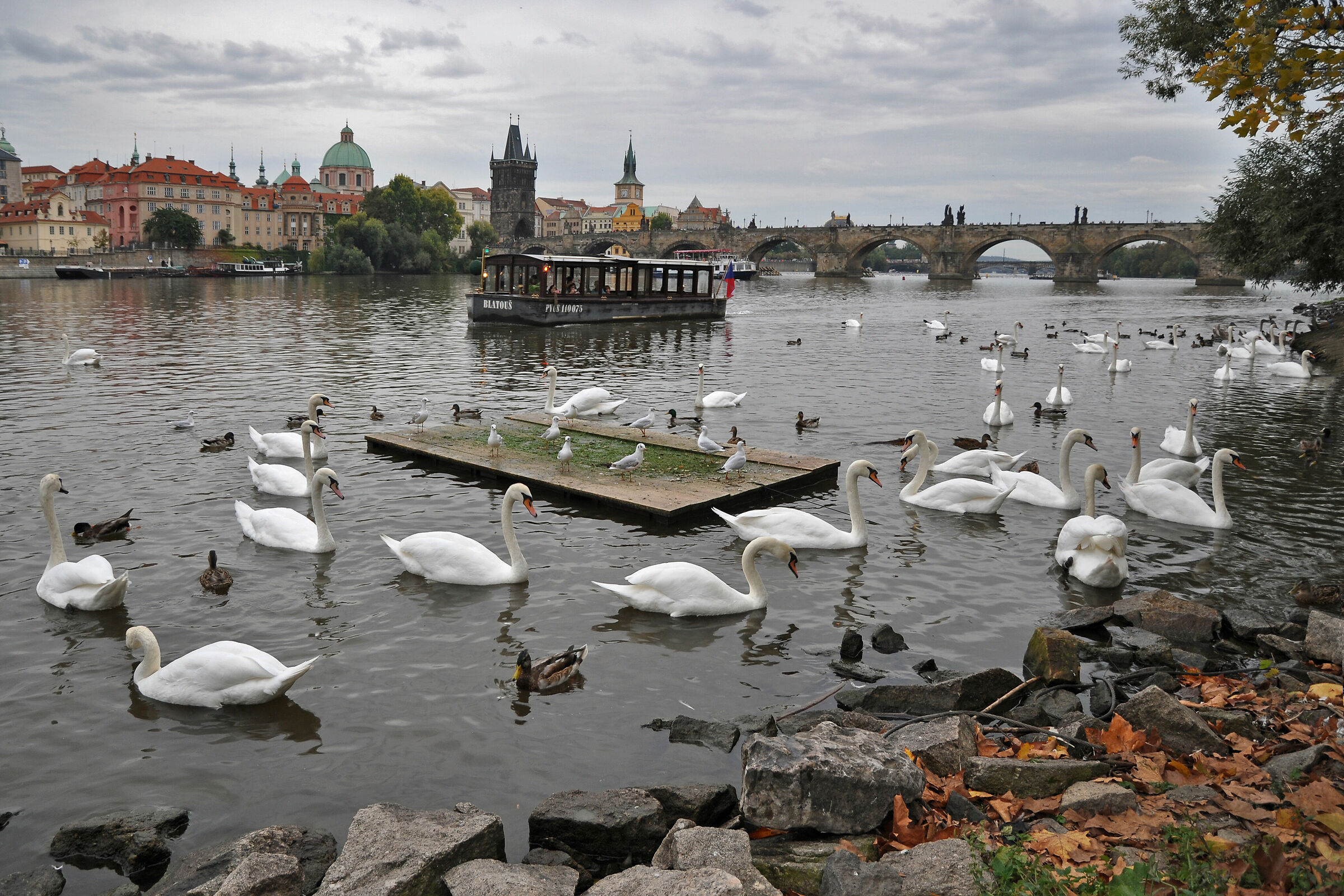 Moldava il fiume dei cigni