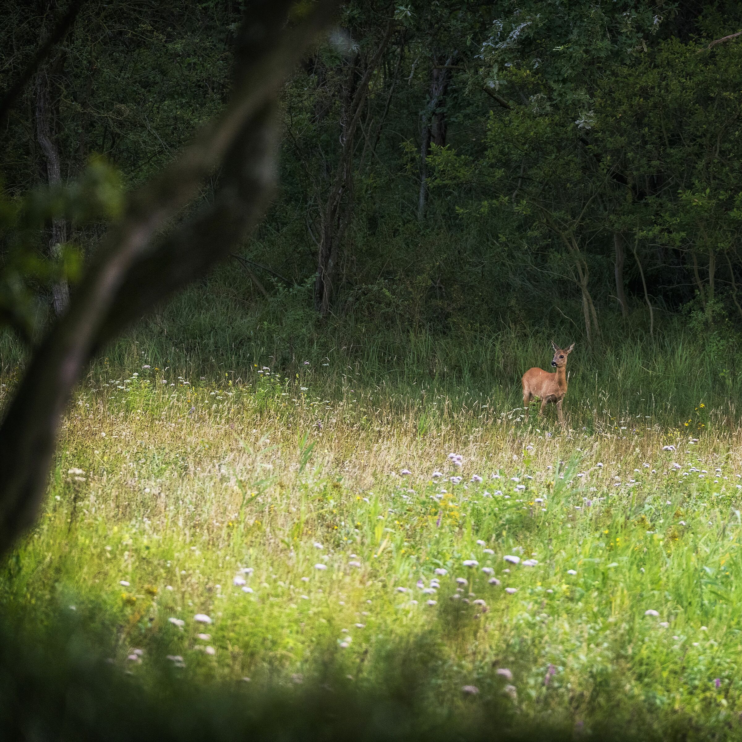 Giovane capriolo femmina