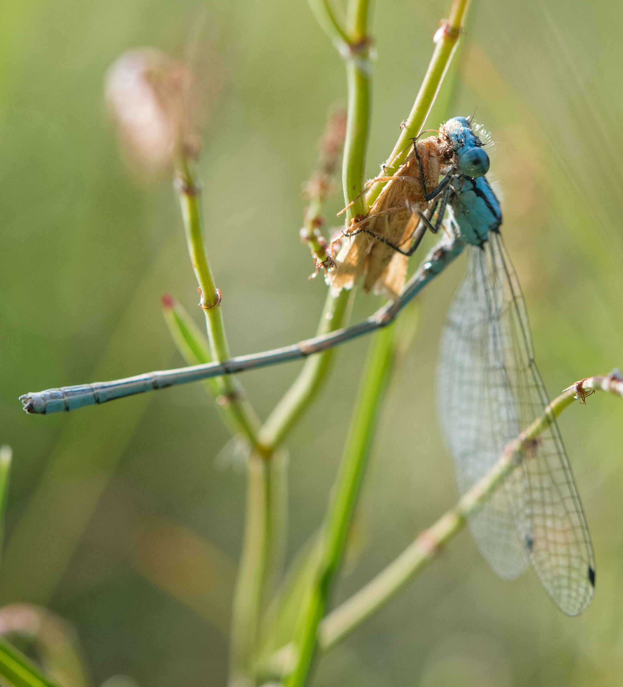 Libellula in predazione