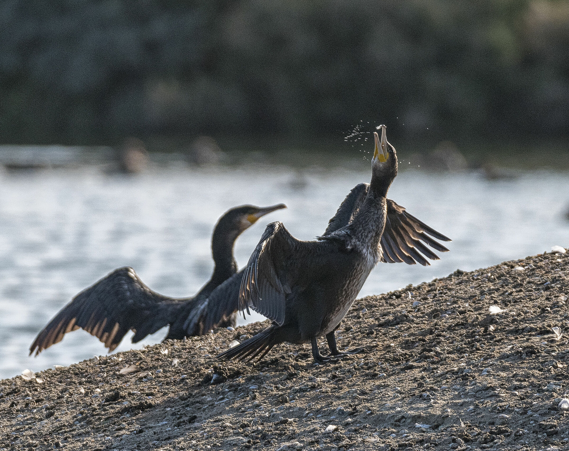 Pavoneggiarsi come un cormorano