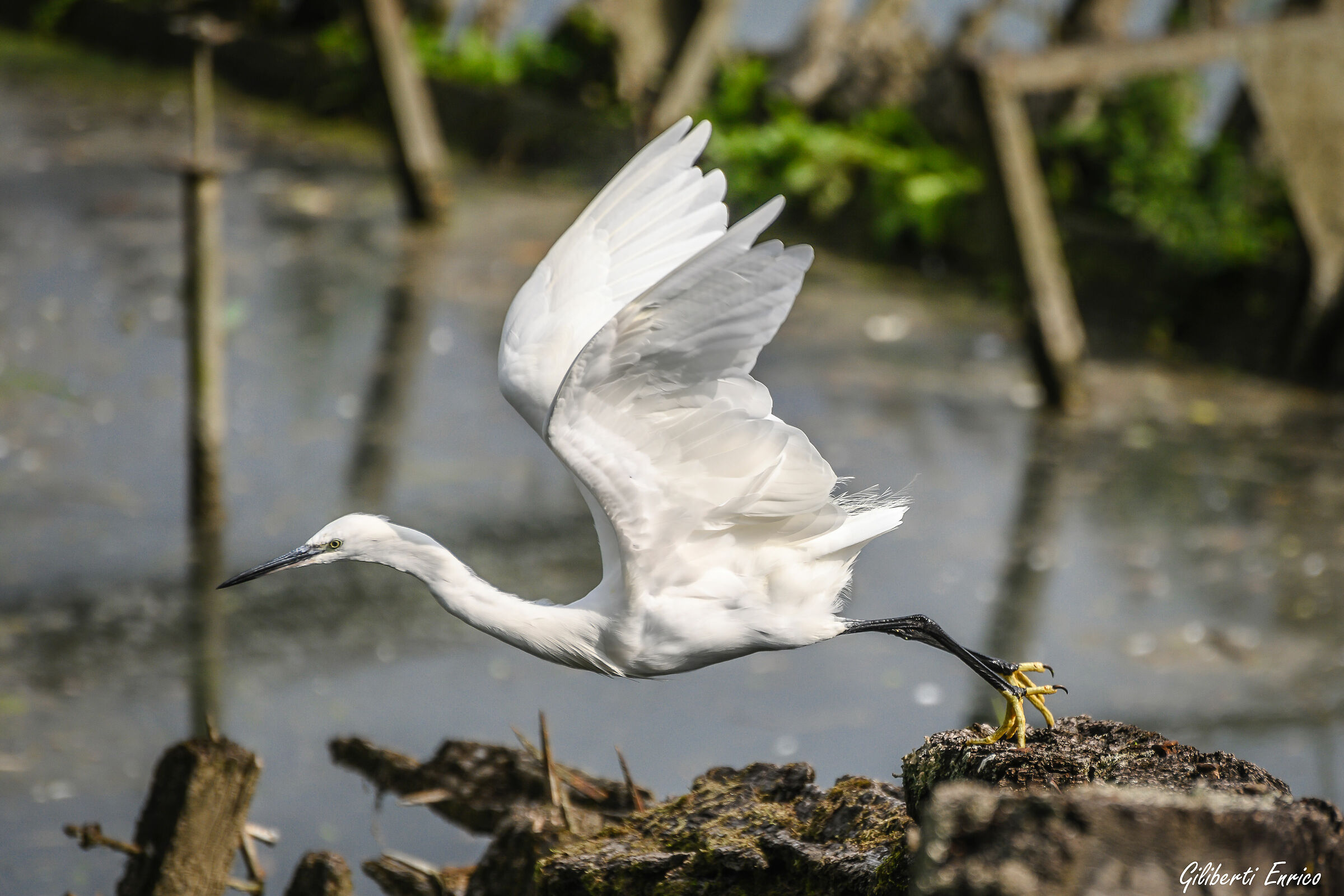 Pronti a spiccare il volo