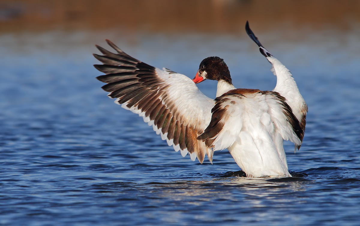 shelduck
