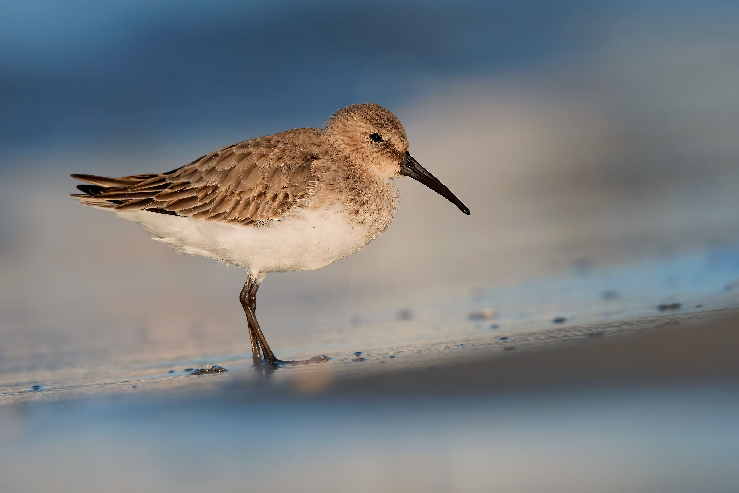 Piovanello Pancianera