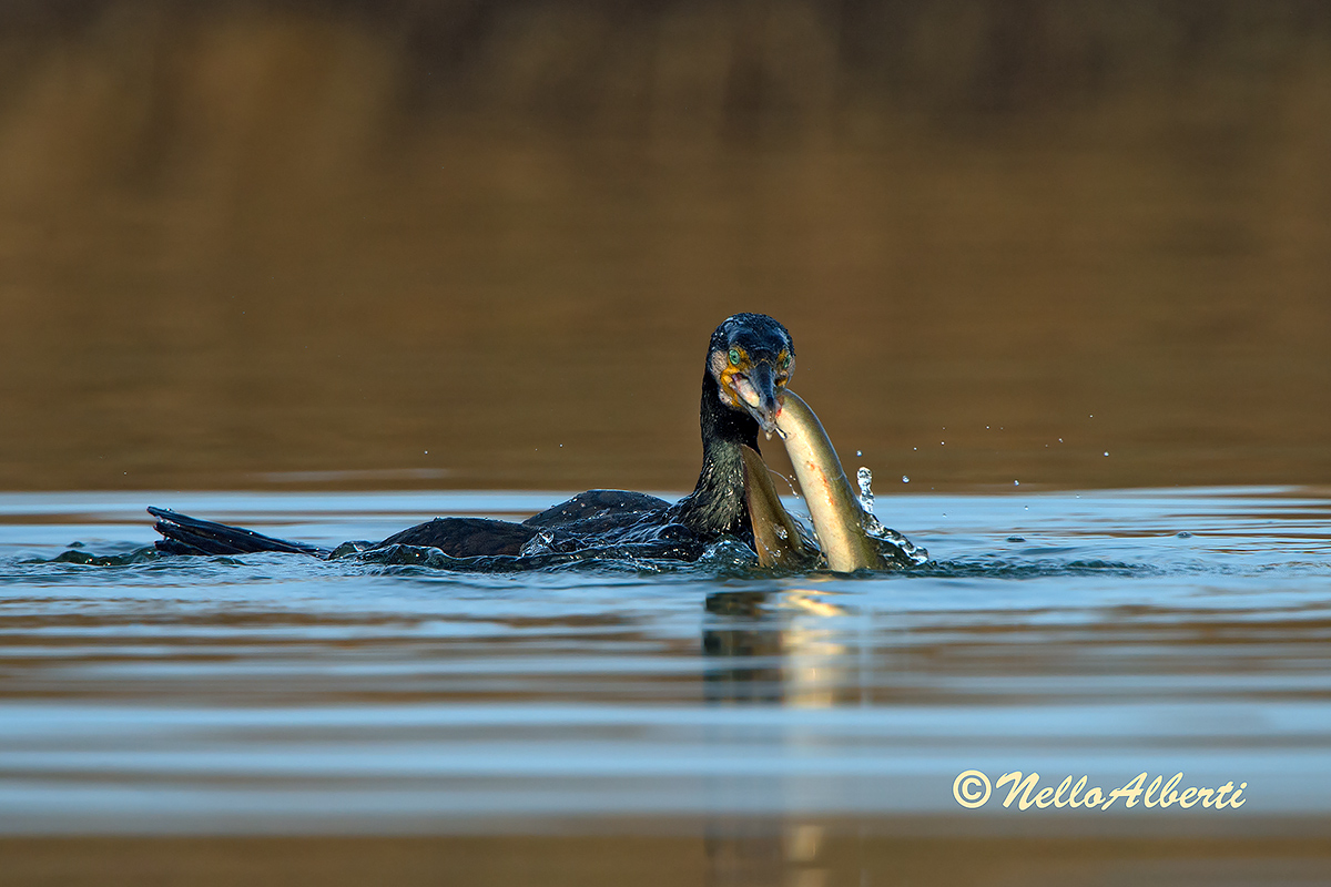 Cormorano 6 gennaio 2013