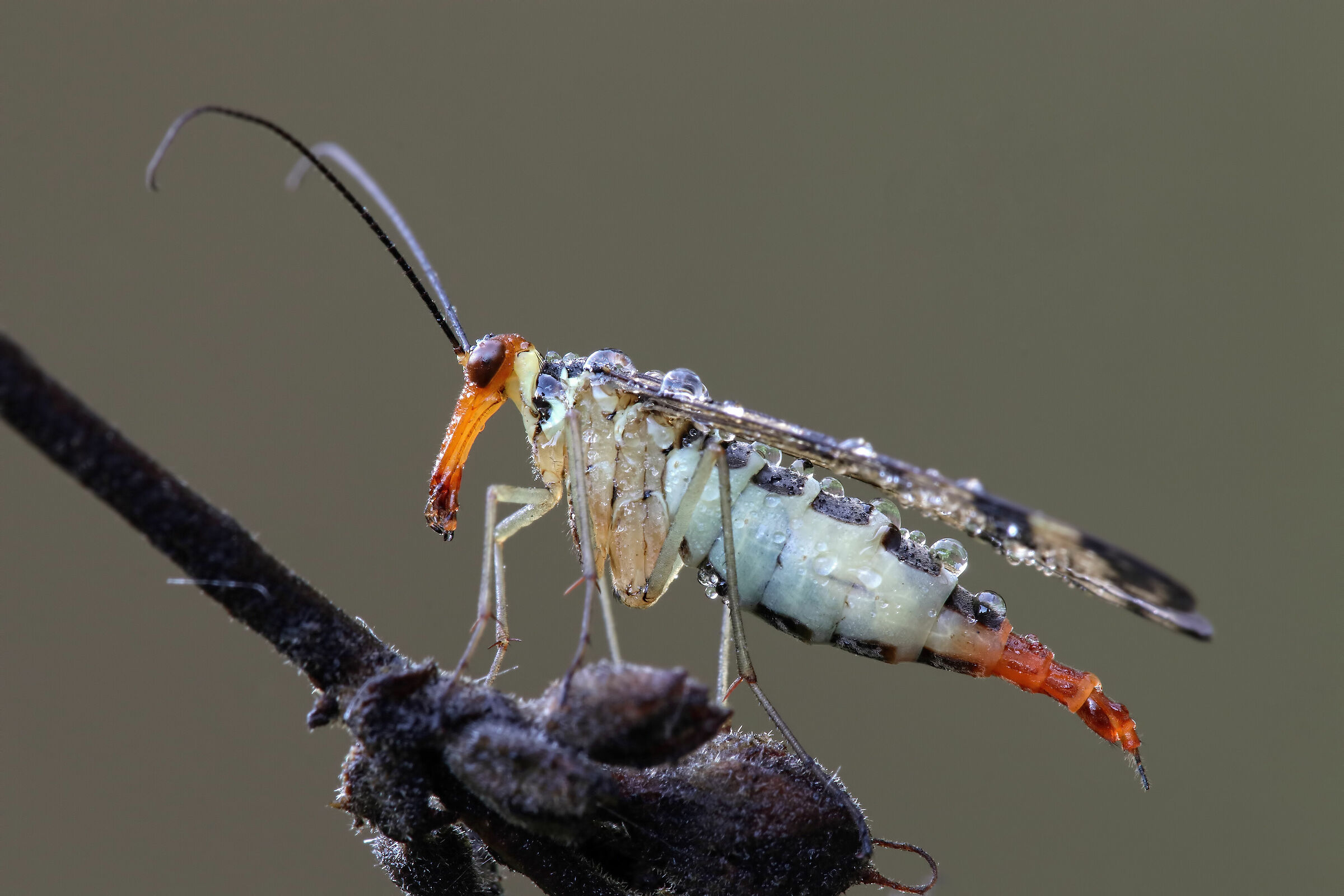Mosca Scorpione (Panorpa communis)