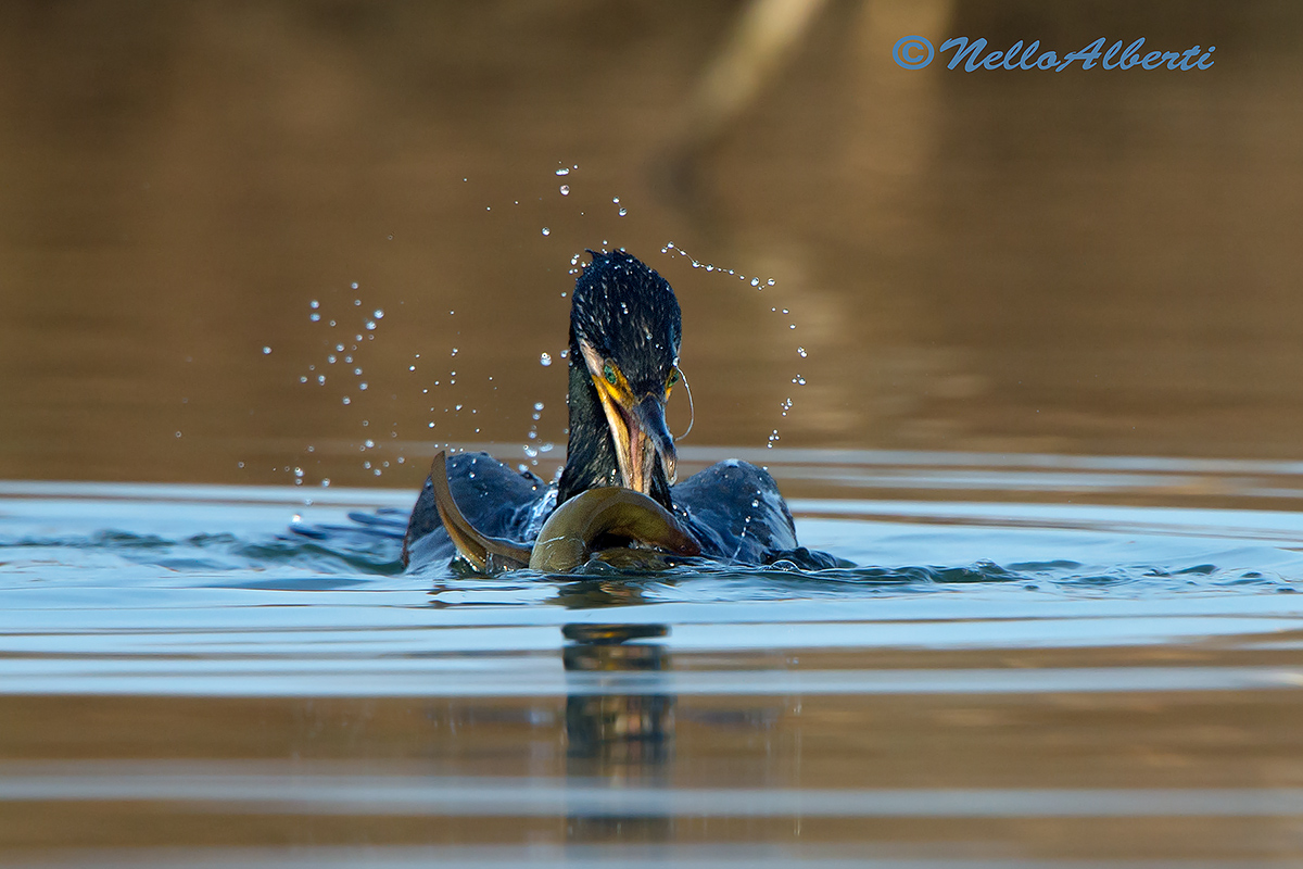 cormorano 6 gennaio 2013