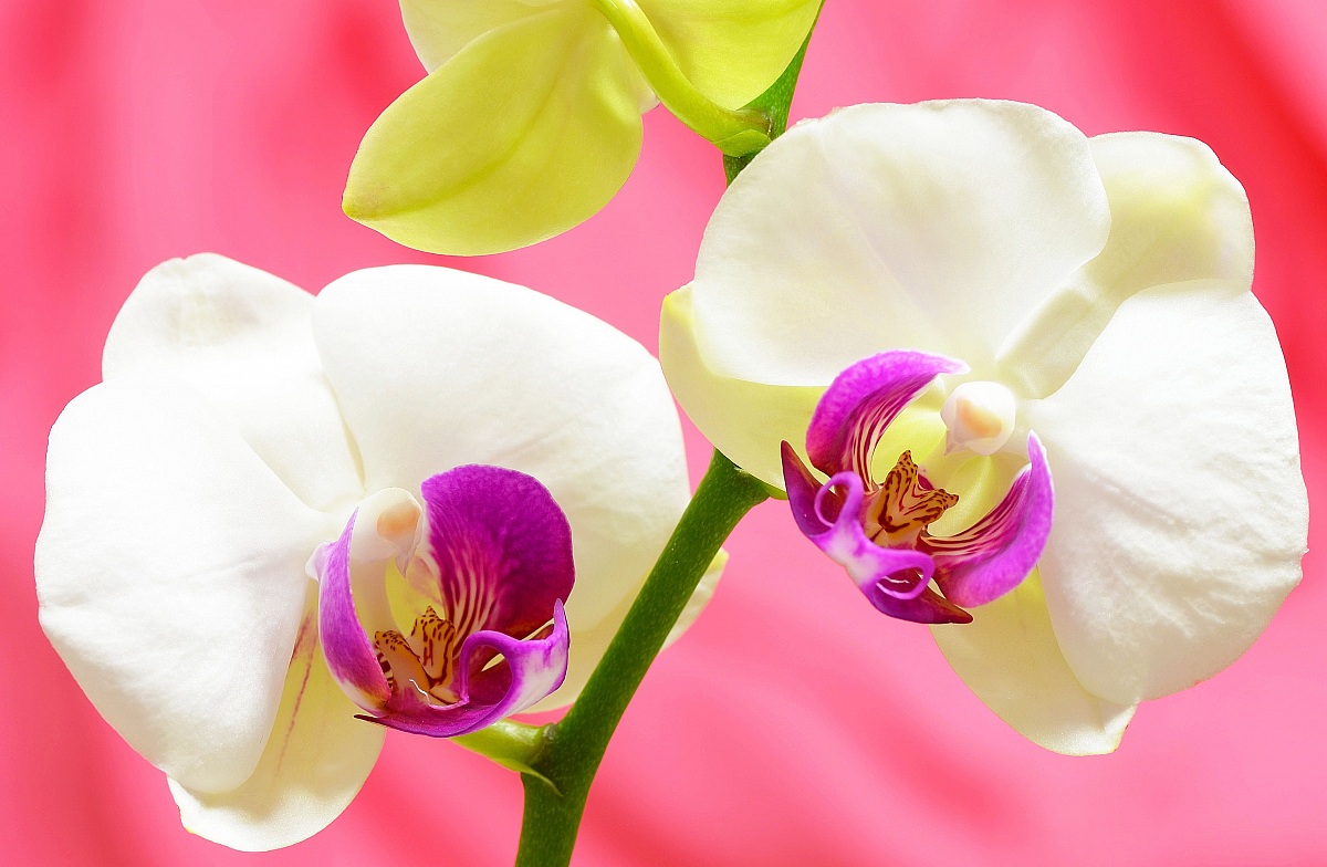 First tests with Tamron 90mm macro: orchid