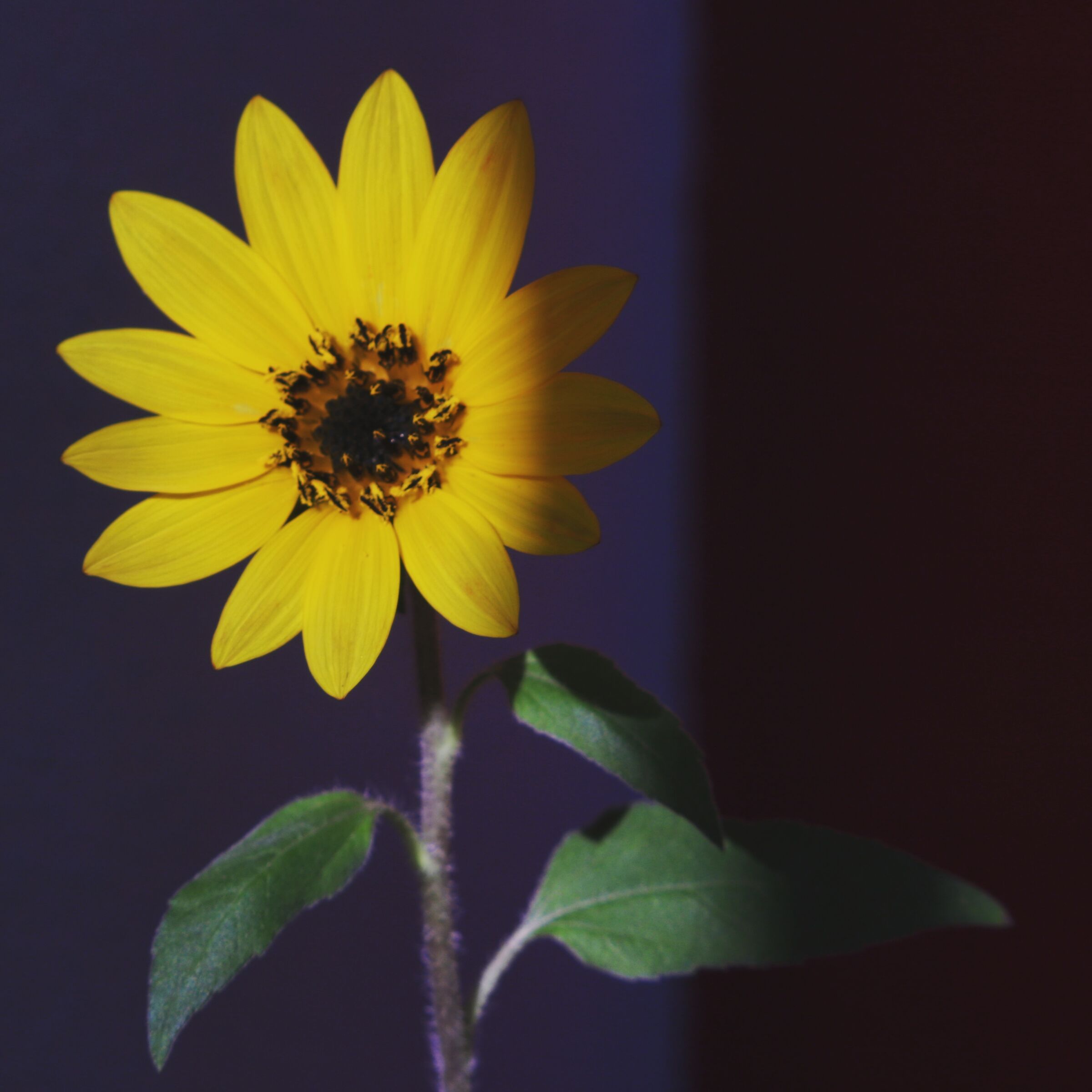 La mia priama creatura