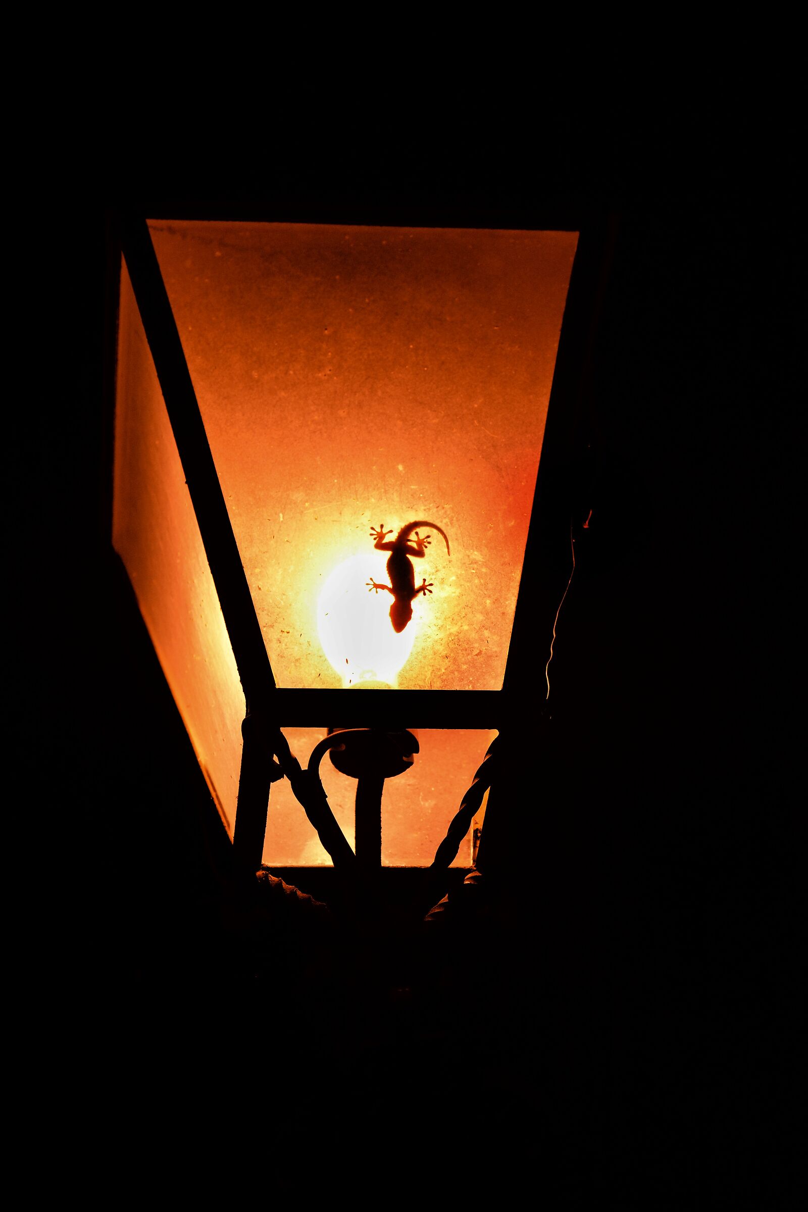 Cacciatore solitario...