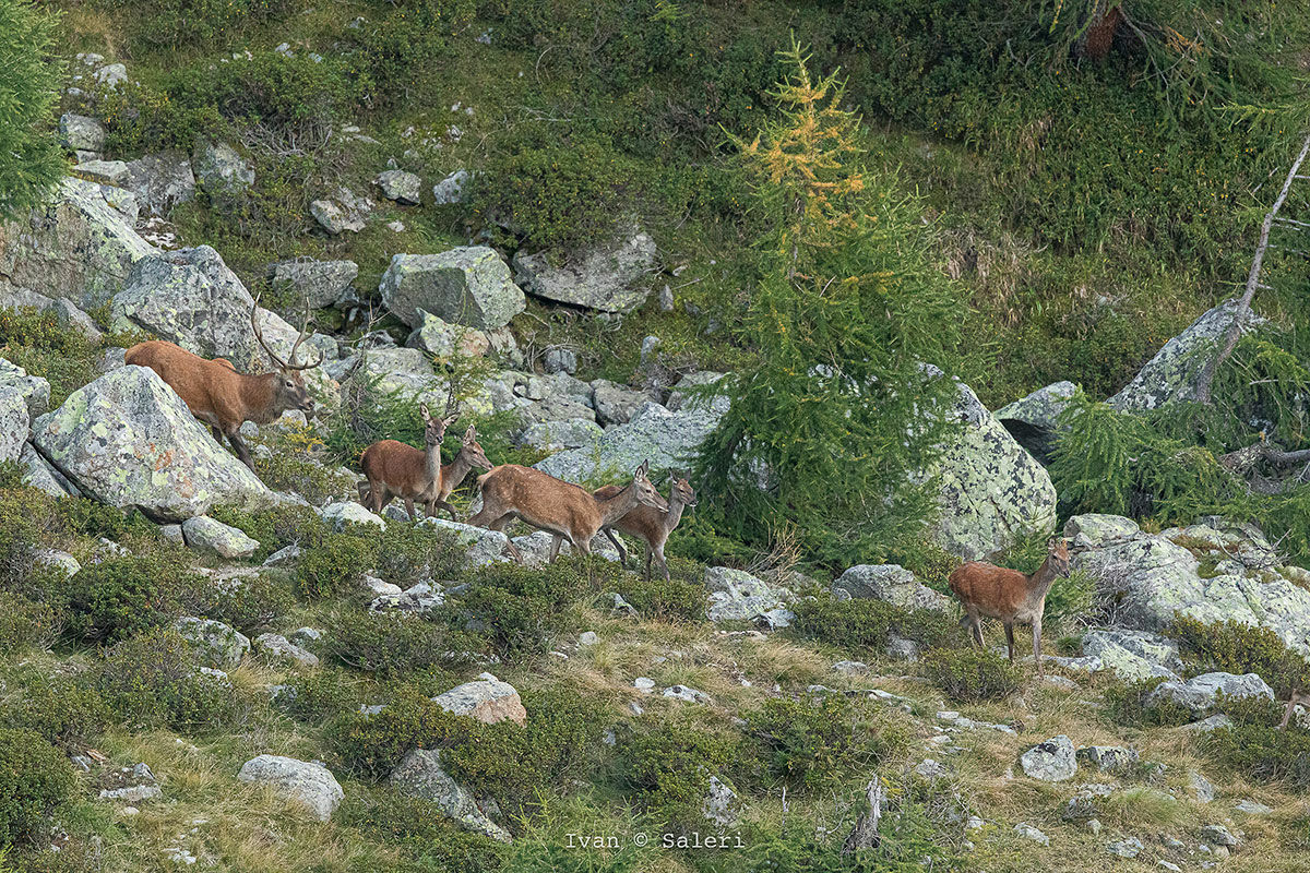 Harem - Bramito 2019