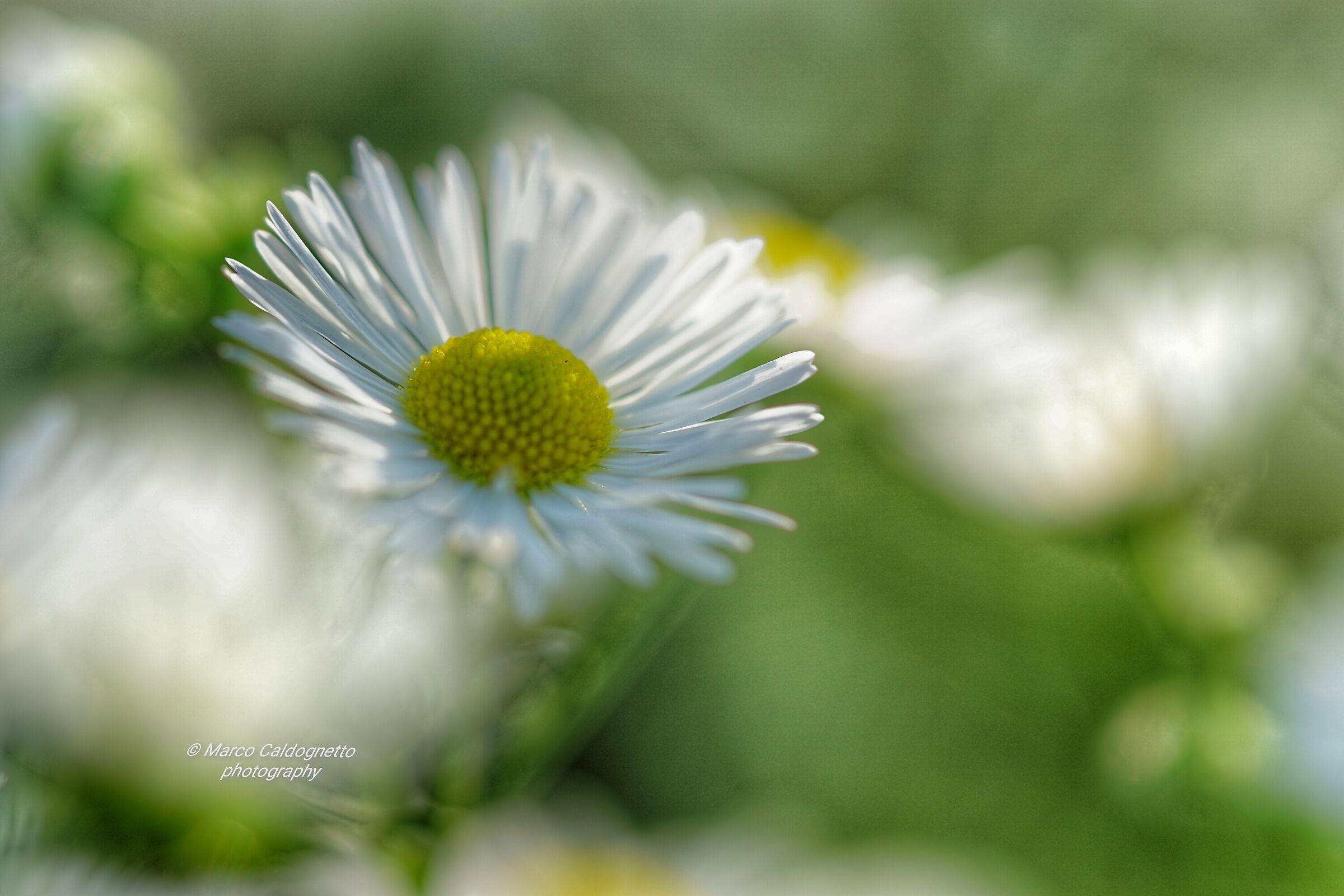 Si dice ancora Mama! Non Mama?