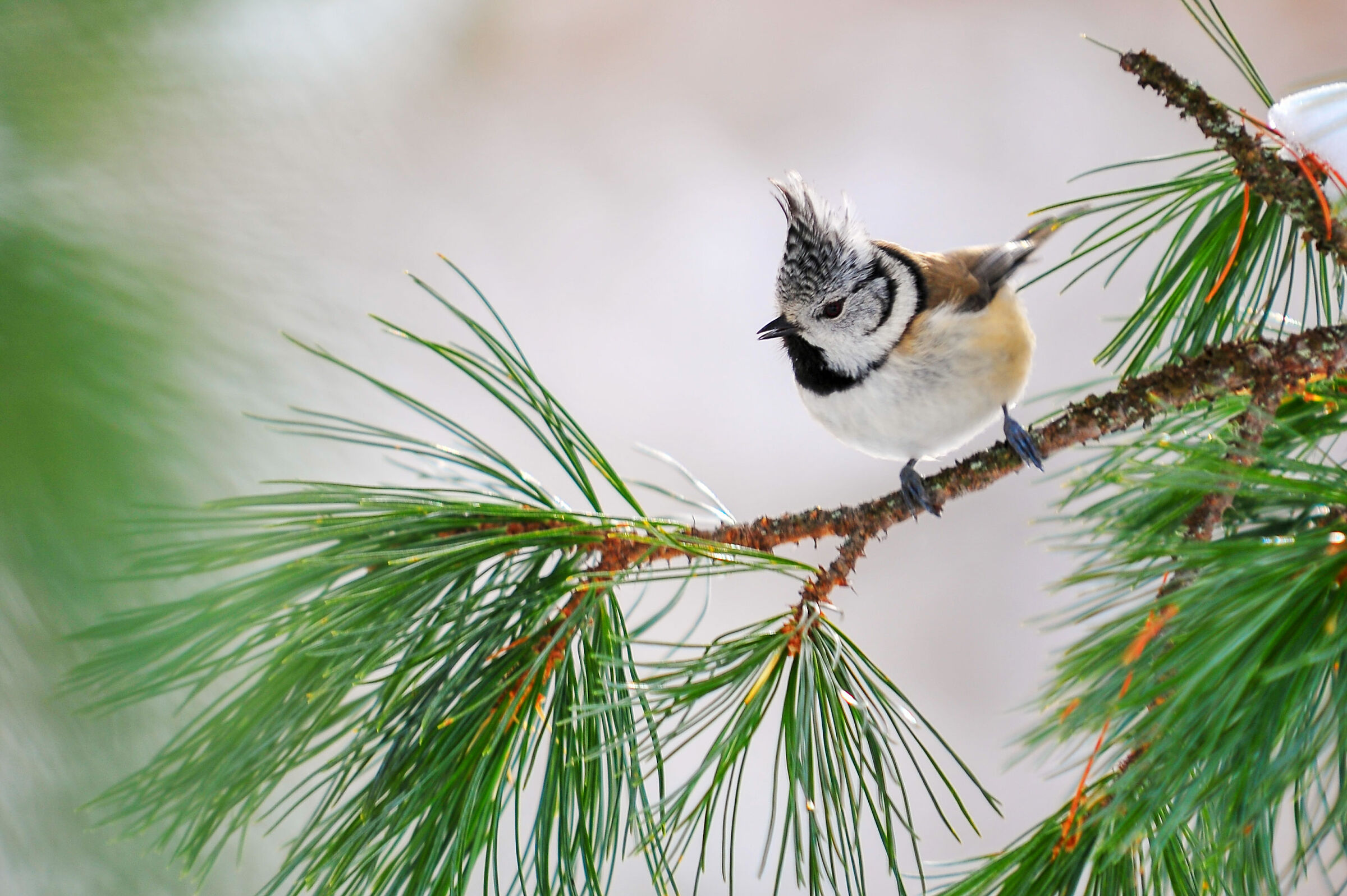 Cicncia from the tuft