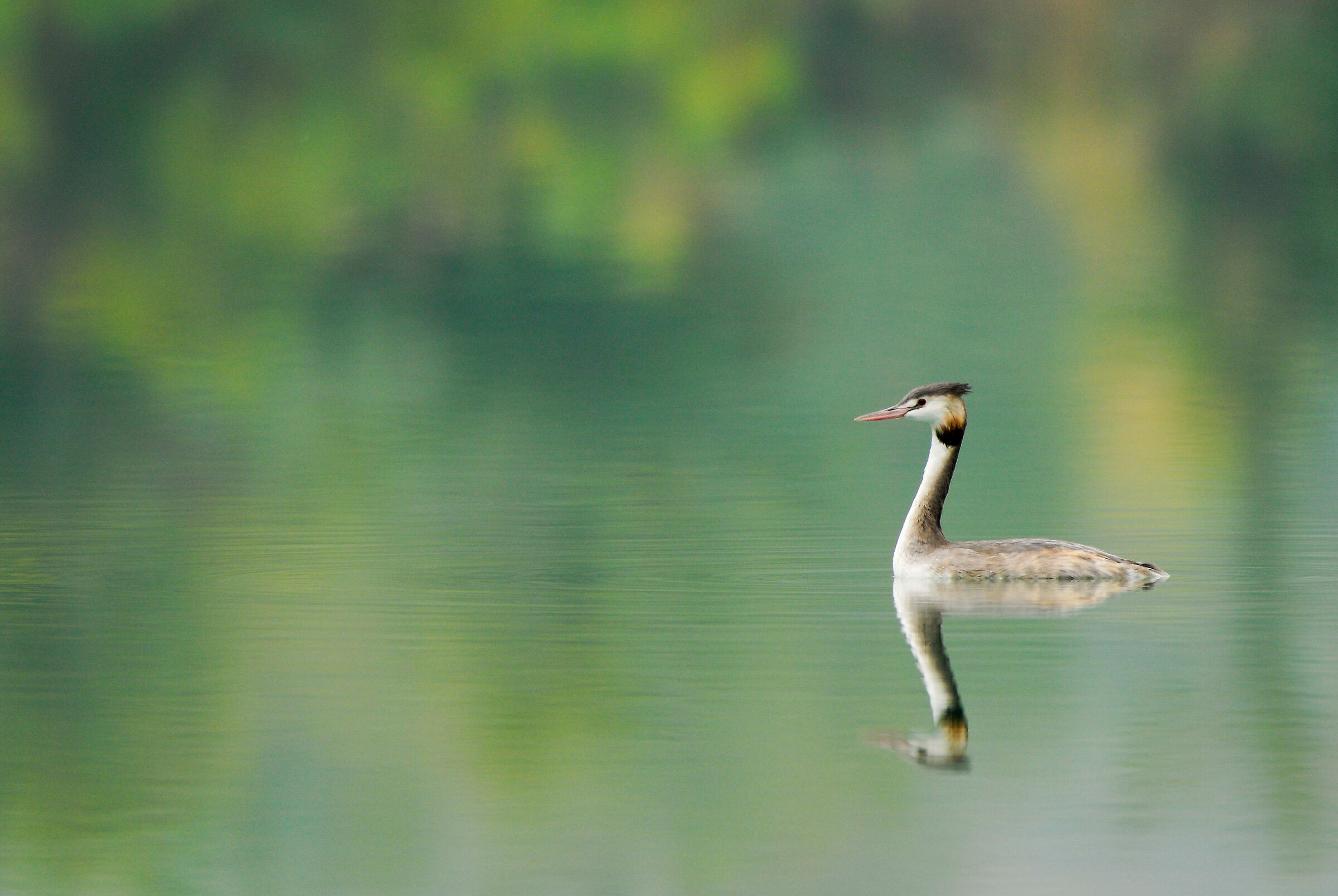 Grebe