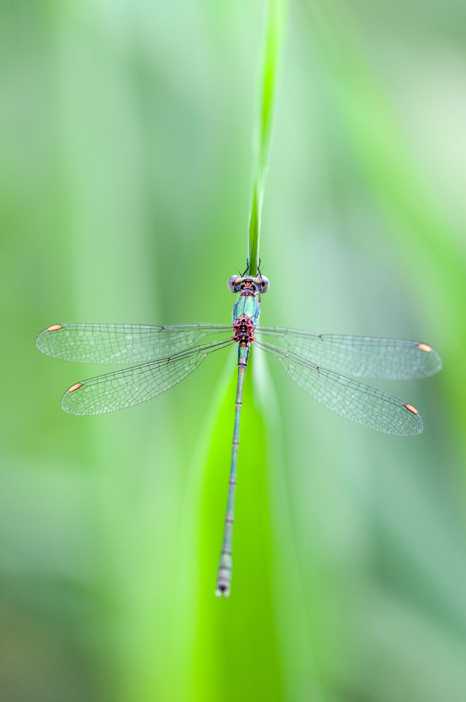 Lestes-virdis -female