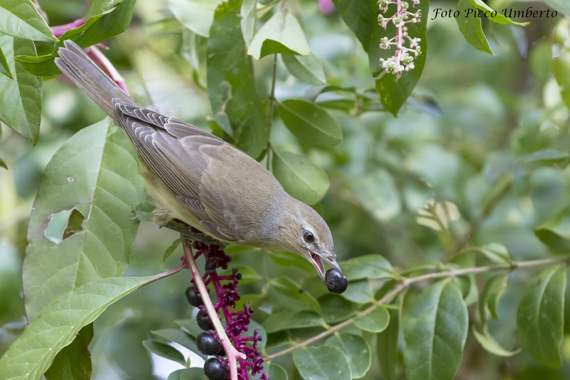 beccafico in pastura