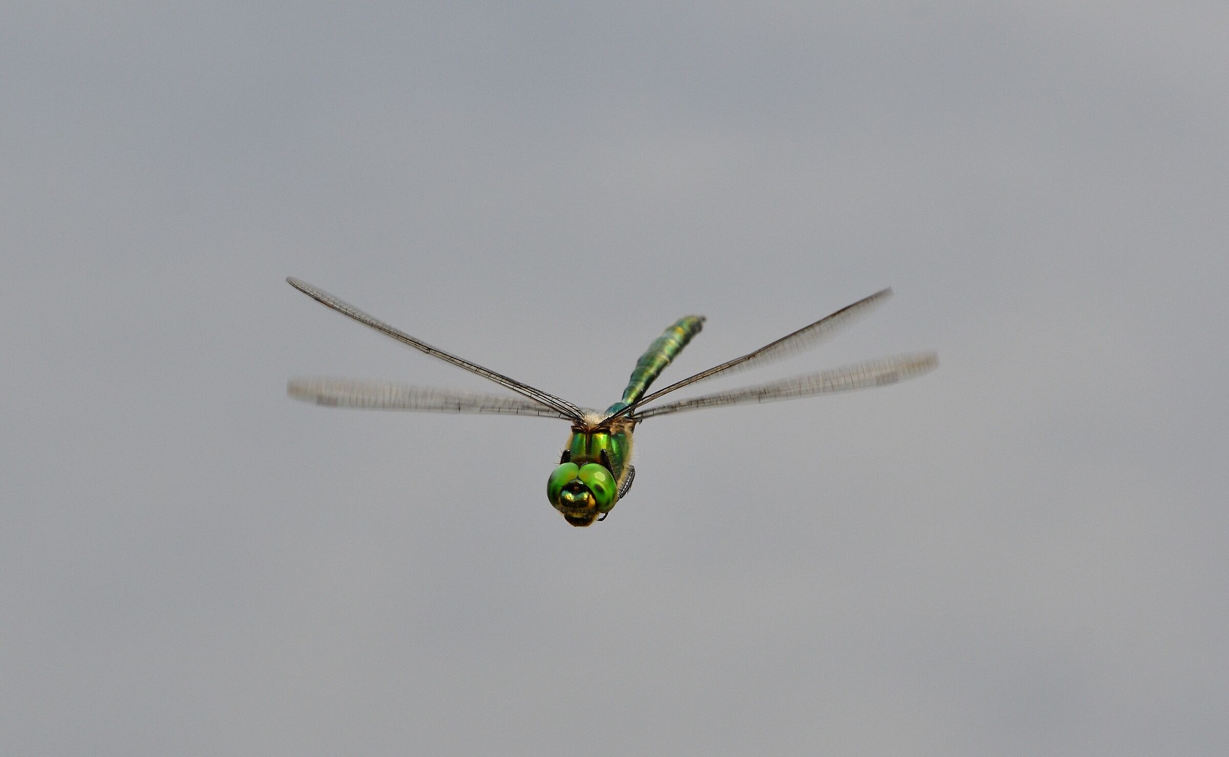 Somathoclora Metallica