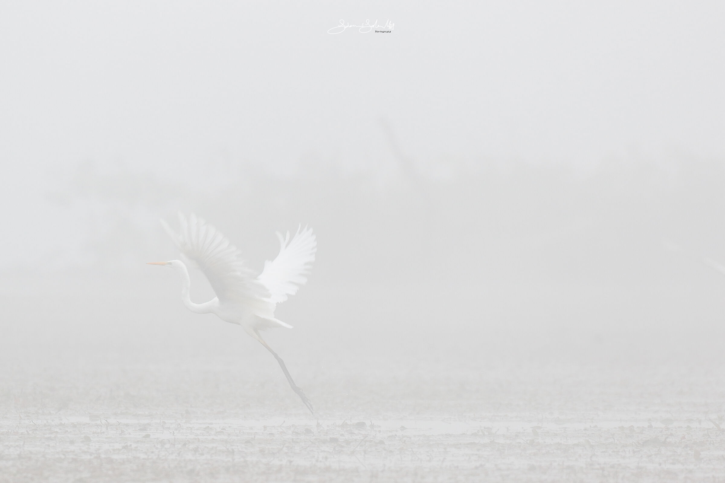 Jump into the fog (Ardea Alba, Linnaeus, 1758)