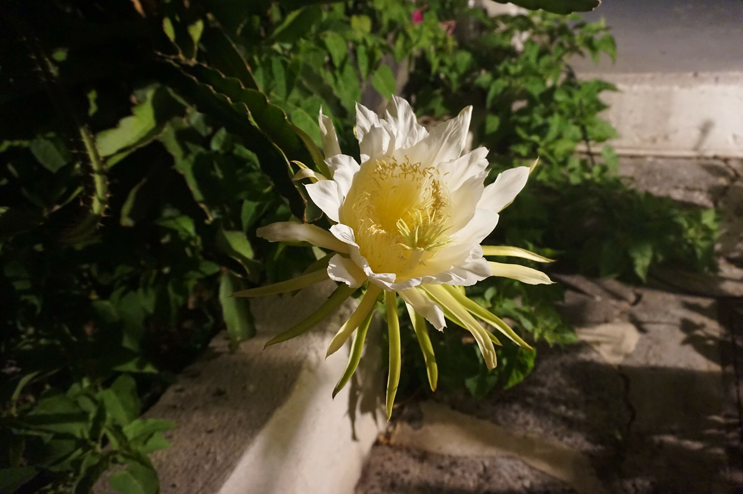 Hylocereus Undatus