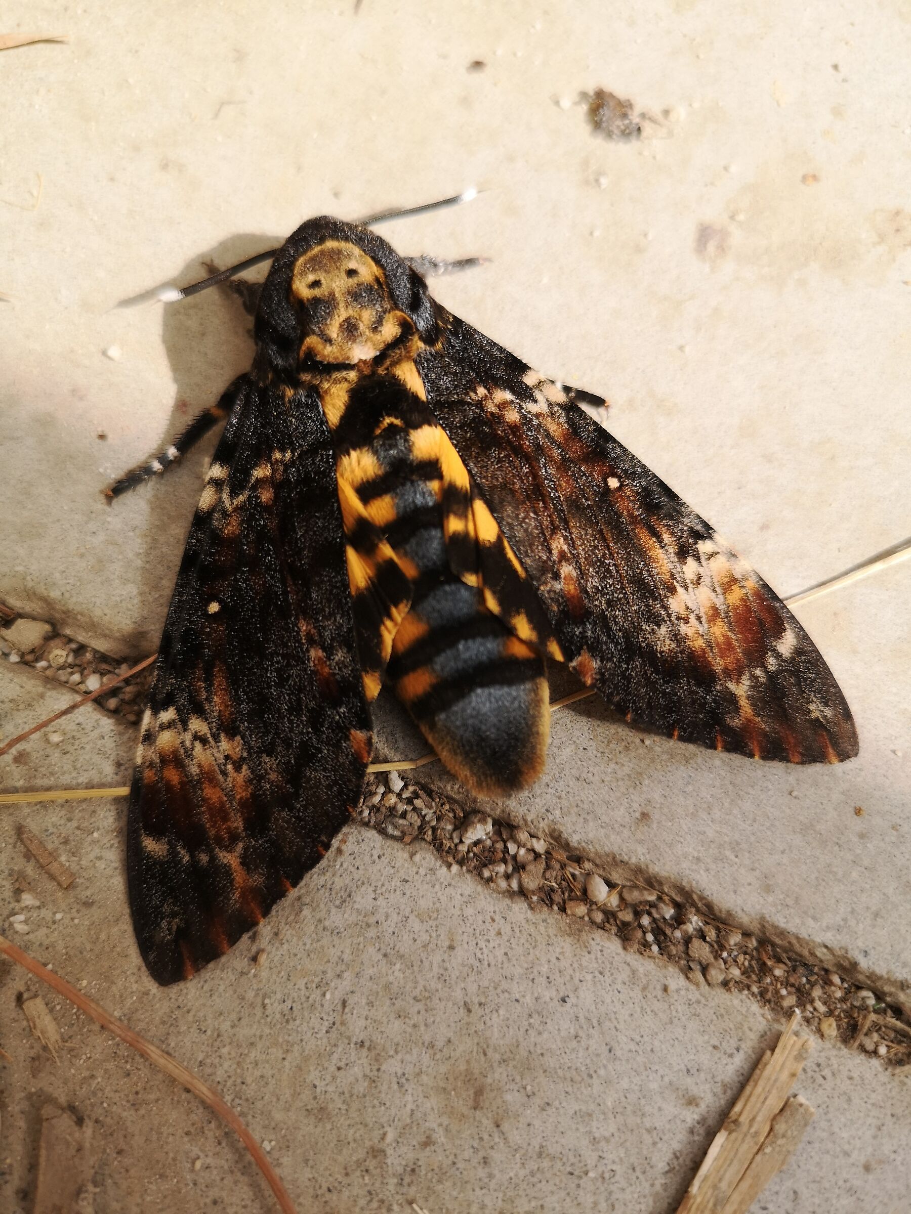 Endangered Butterfly