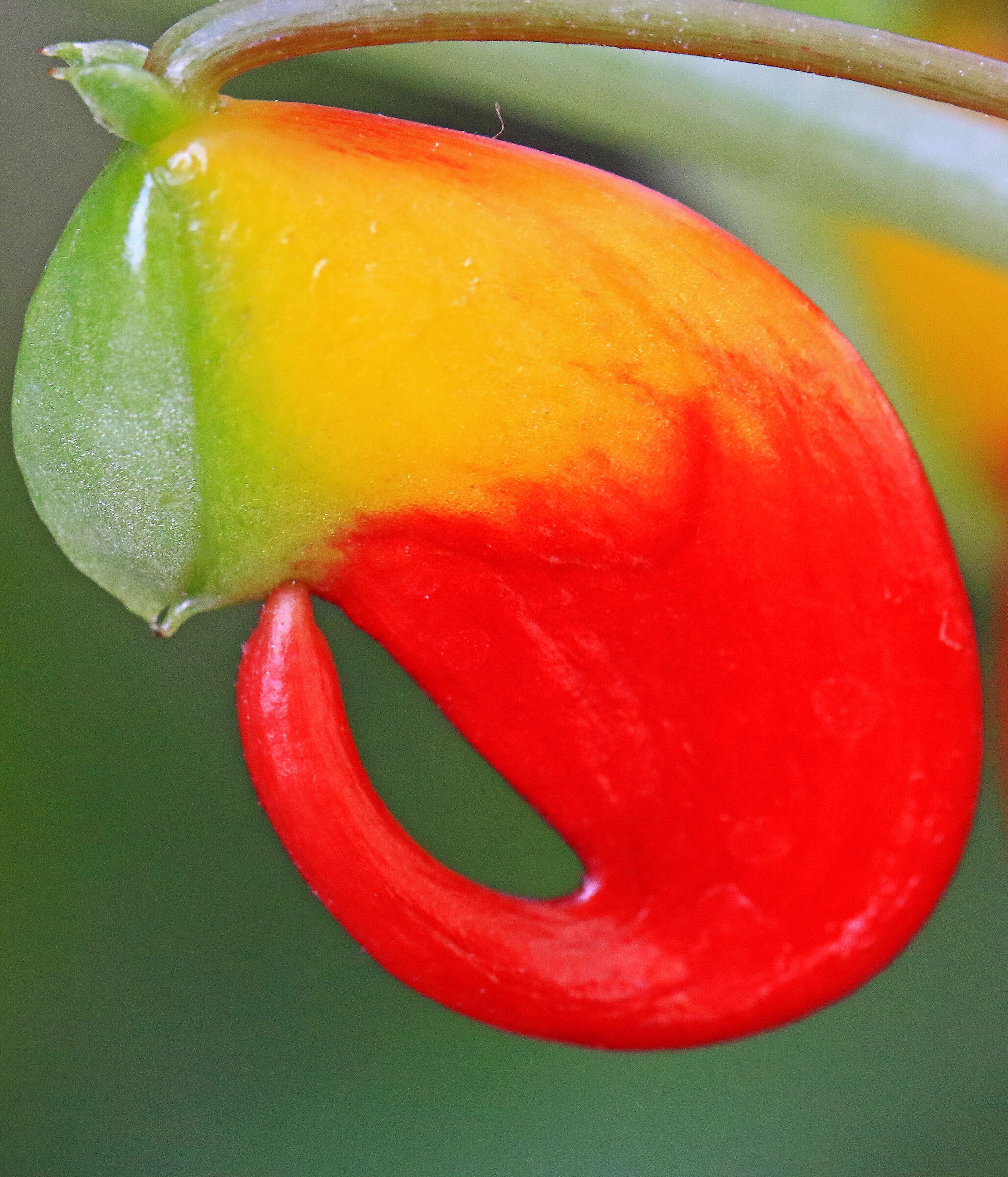 Orchidea Impatiens niamnamensis (becco di pappagallo)