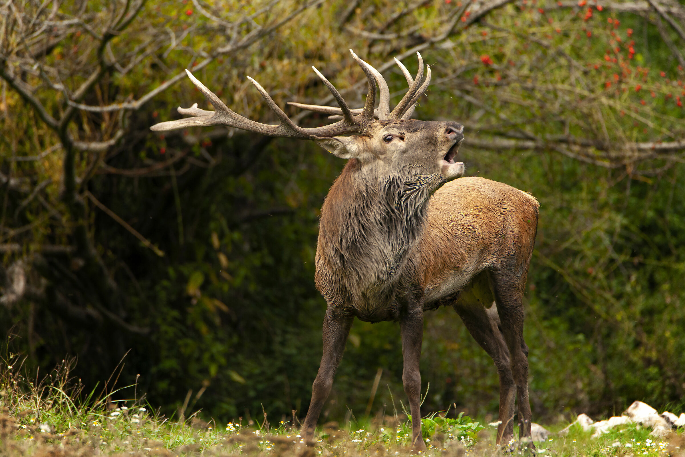 The Scream of the King