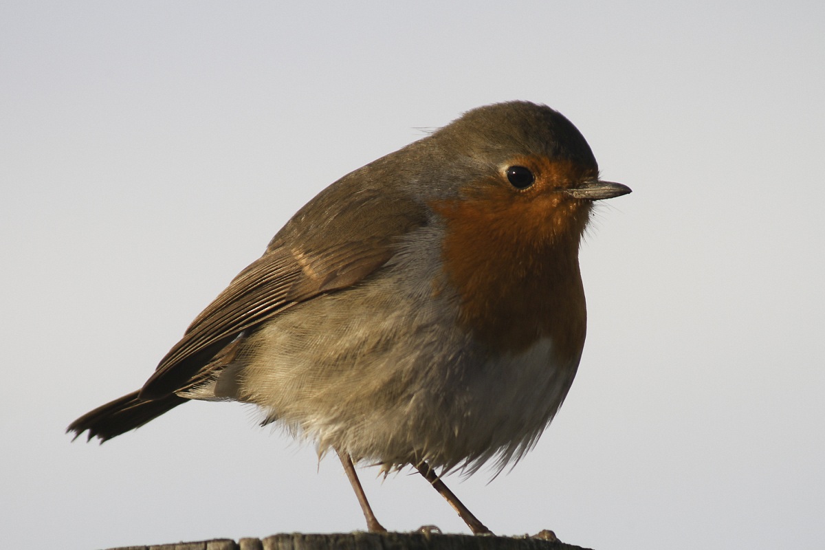 pettirosso della cona