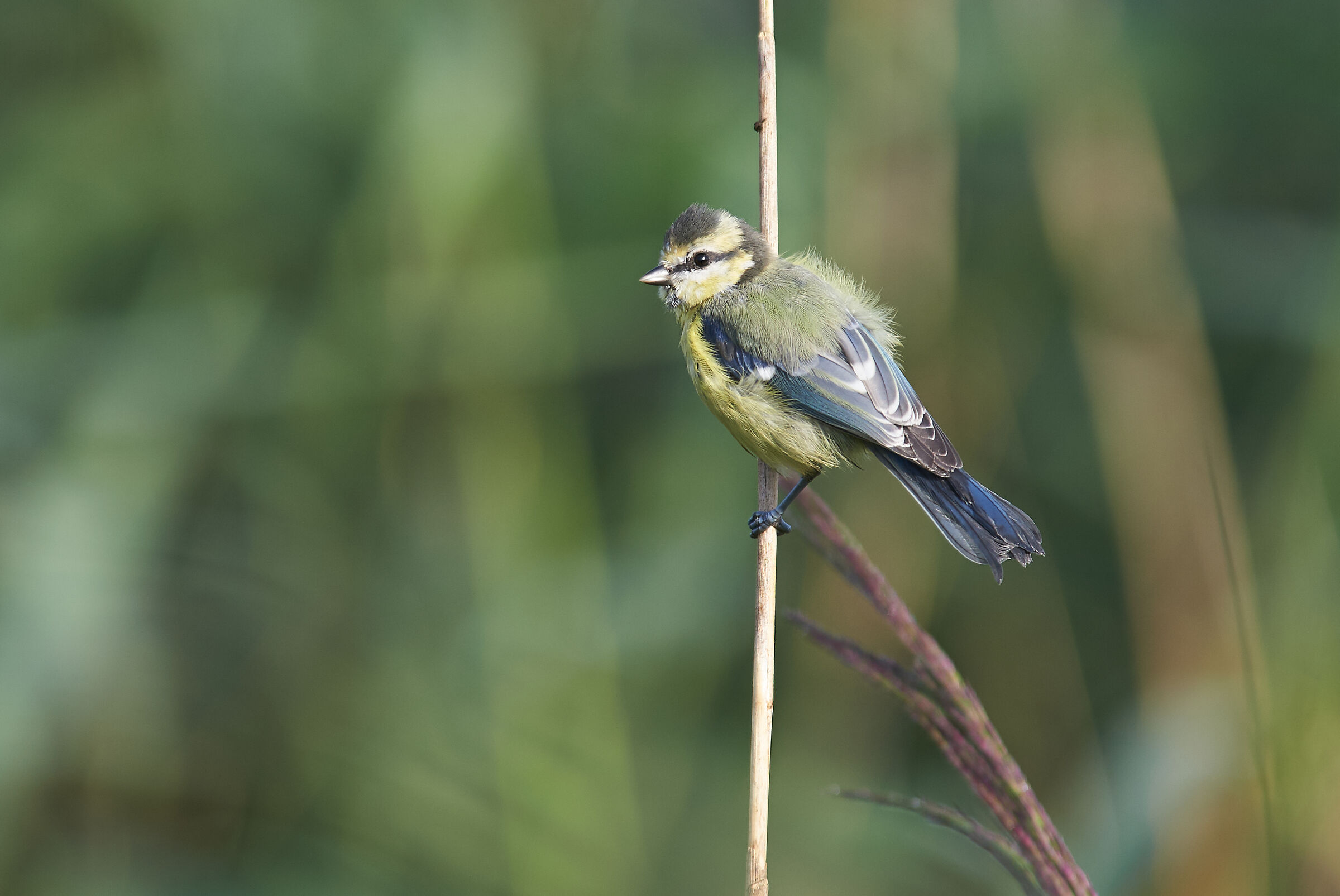 Blue Tit